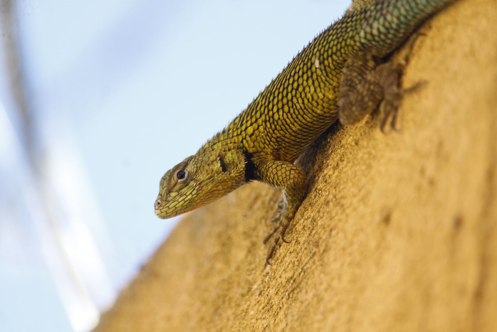 Canon EOS 500D (EOS Rebel T1i / EOS Kiss X3) sample photo. Lizard, reptile, animal photography