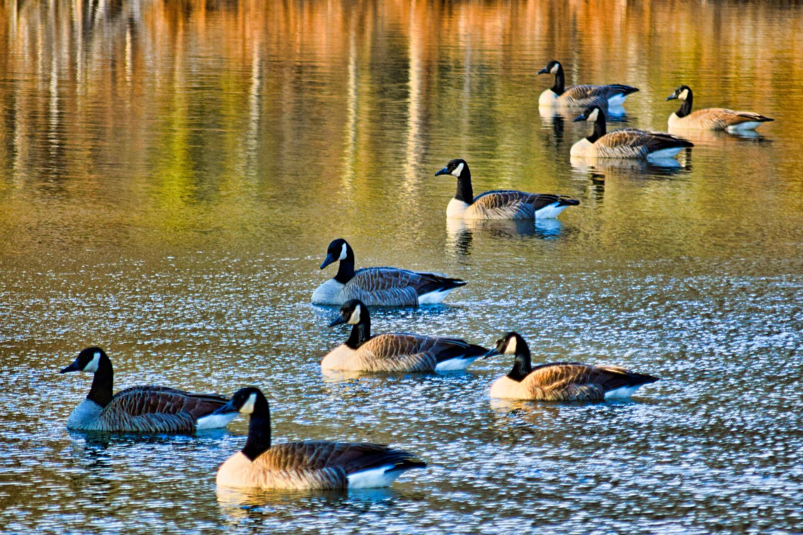 Nikon D3300 sample photo. Canadian, geese, water photography