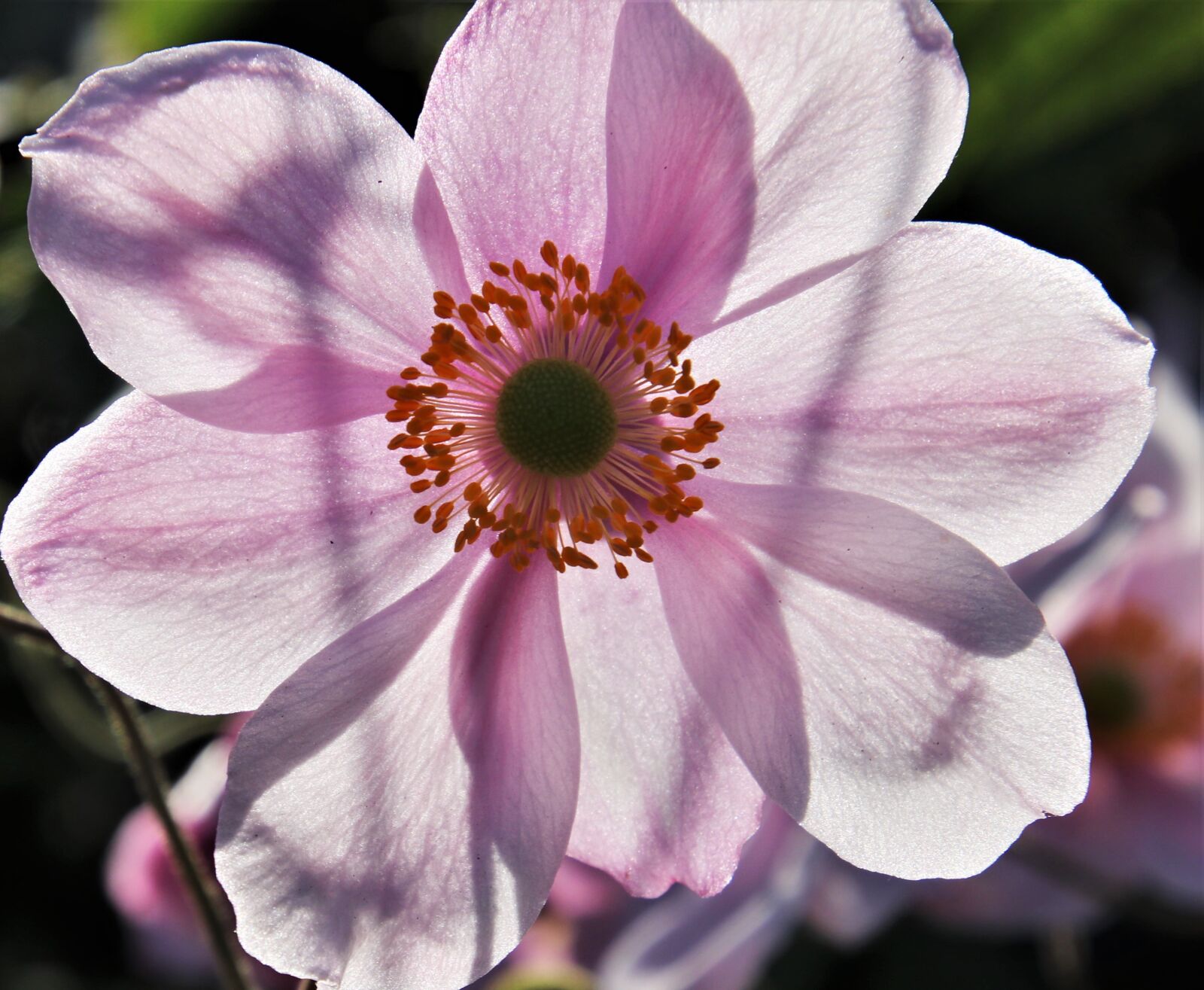 Canon EOS 80D sample photo. Morning, petals, highlighted photography
