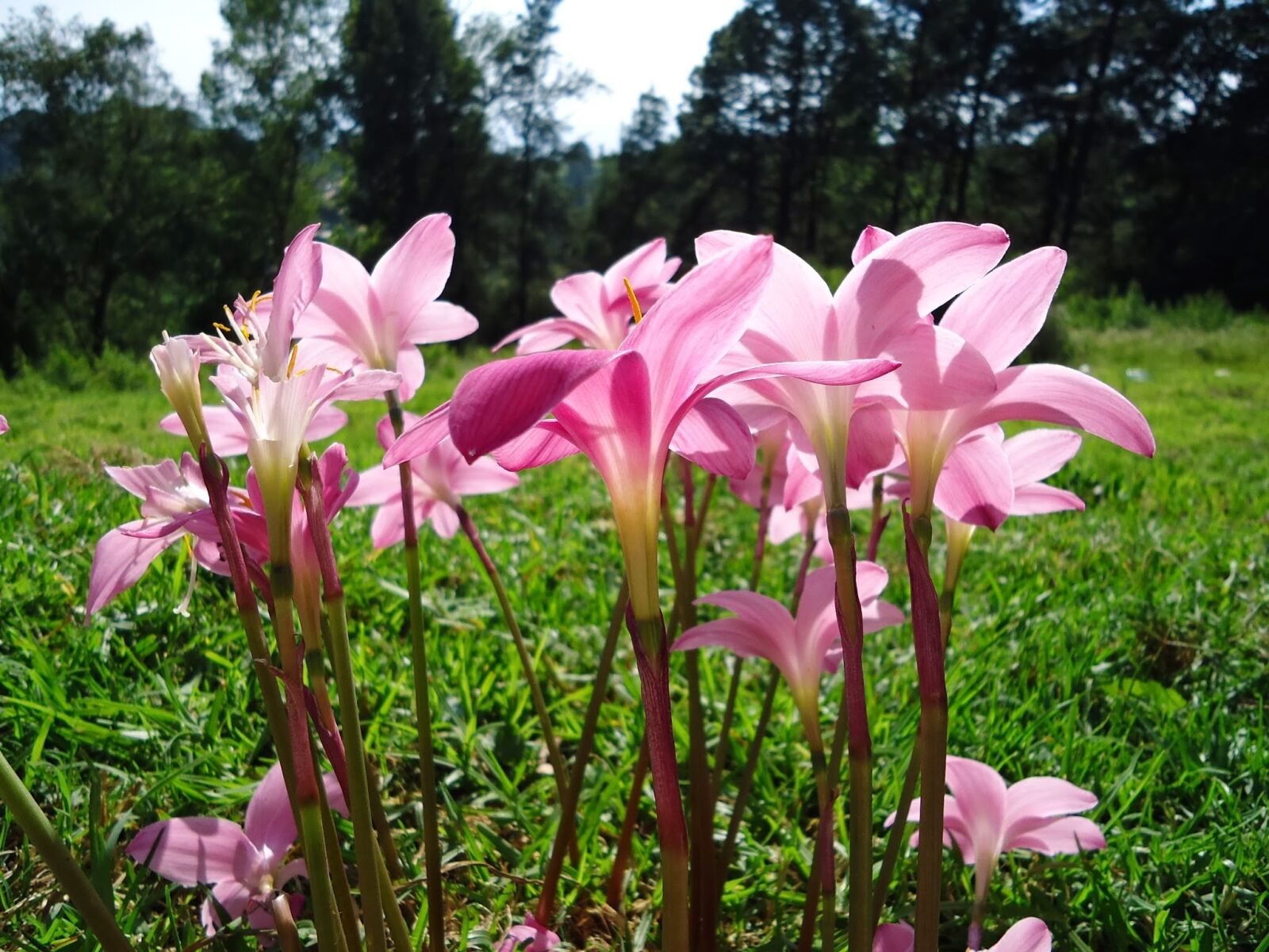 Sony Cyber-shot DSC-W610 sample photo. Flowers, pink flowers, wild photography