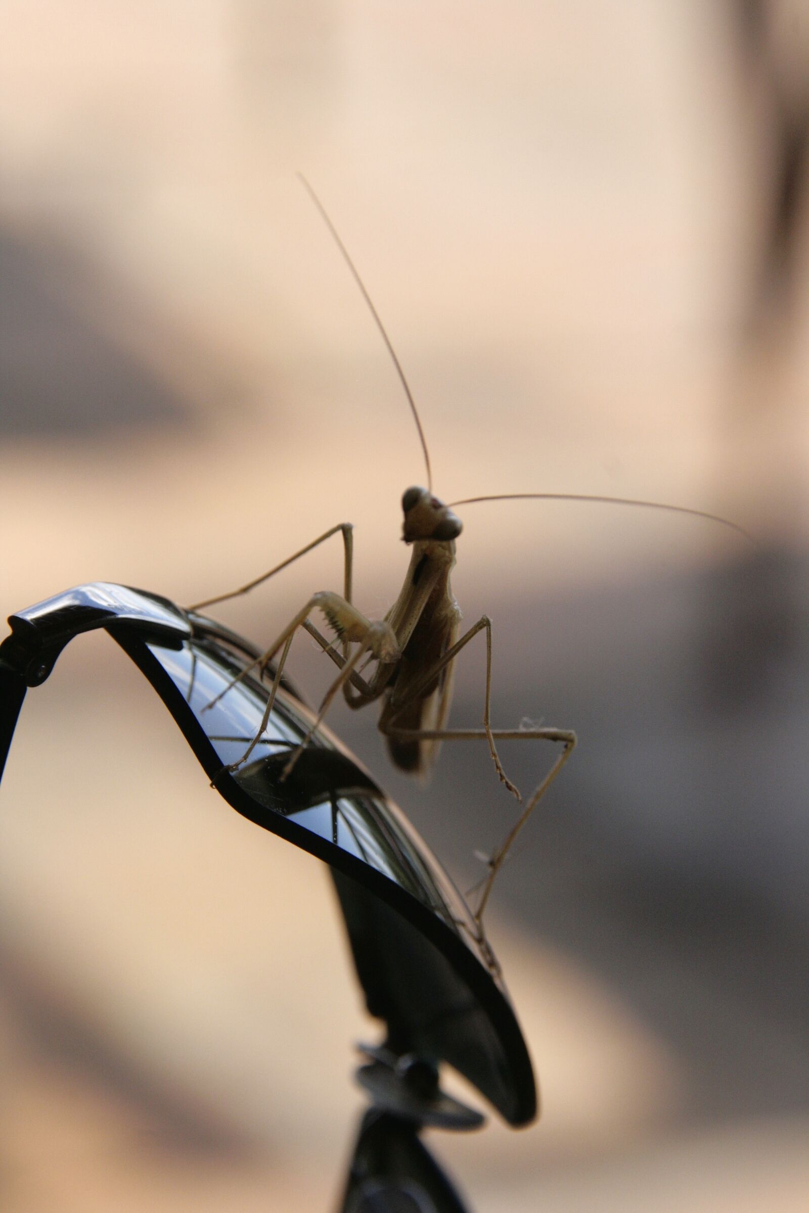 Canon EOS 400D (EOS Digital Rebel XTi / EOS Kiss Digital X) sample photo. Praying mantis, africa, glasses photography