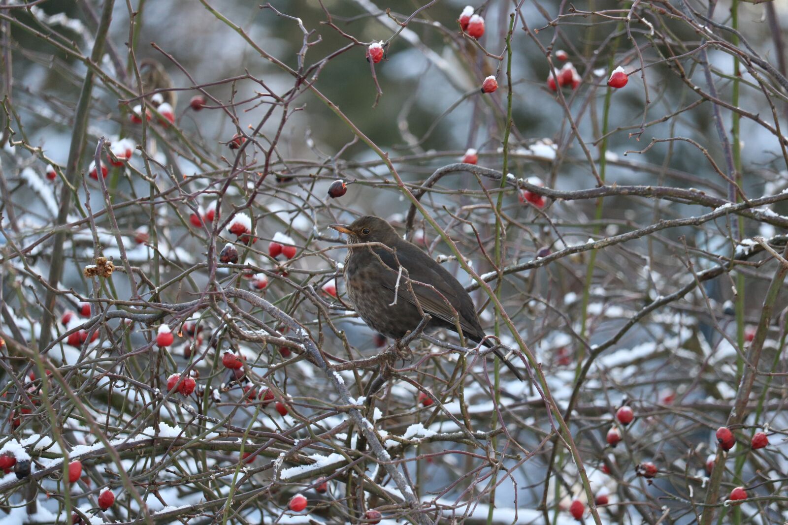 Canon EOS 750D (EOS Rebel T6i / EOS Kiss X8i) sample photo. Blackbird, female, rose hip photography