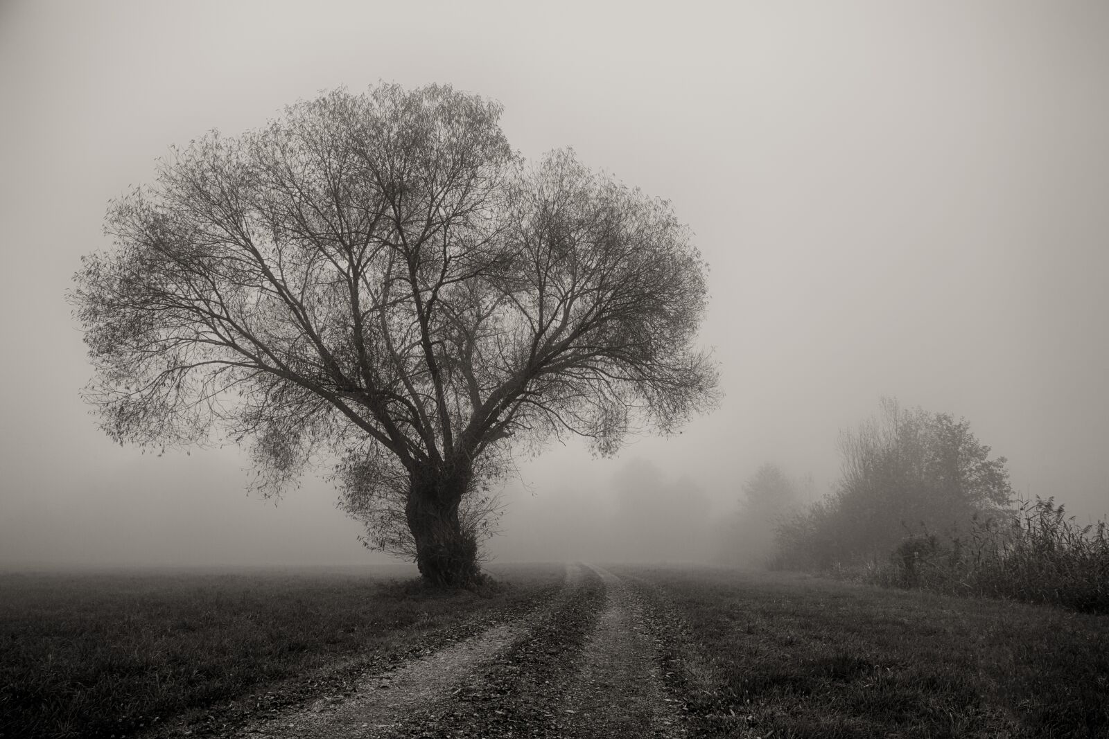 Sony a7 + Sony DT 50mm F1.8 SAM sample photo. Tree, fog, landscape photography