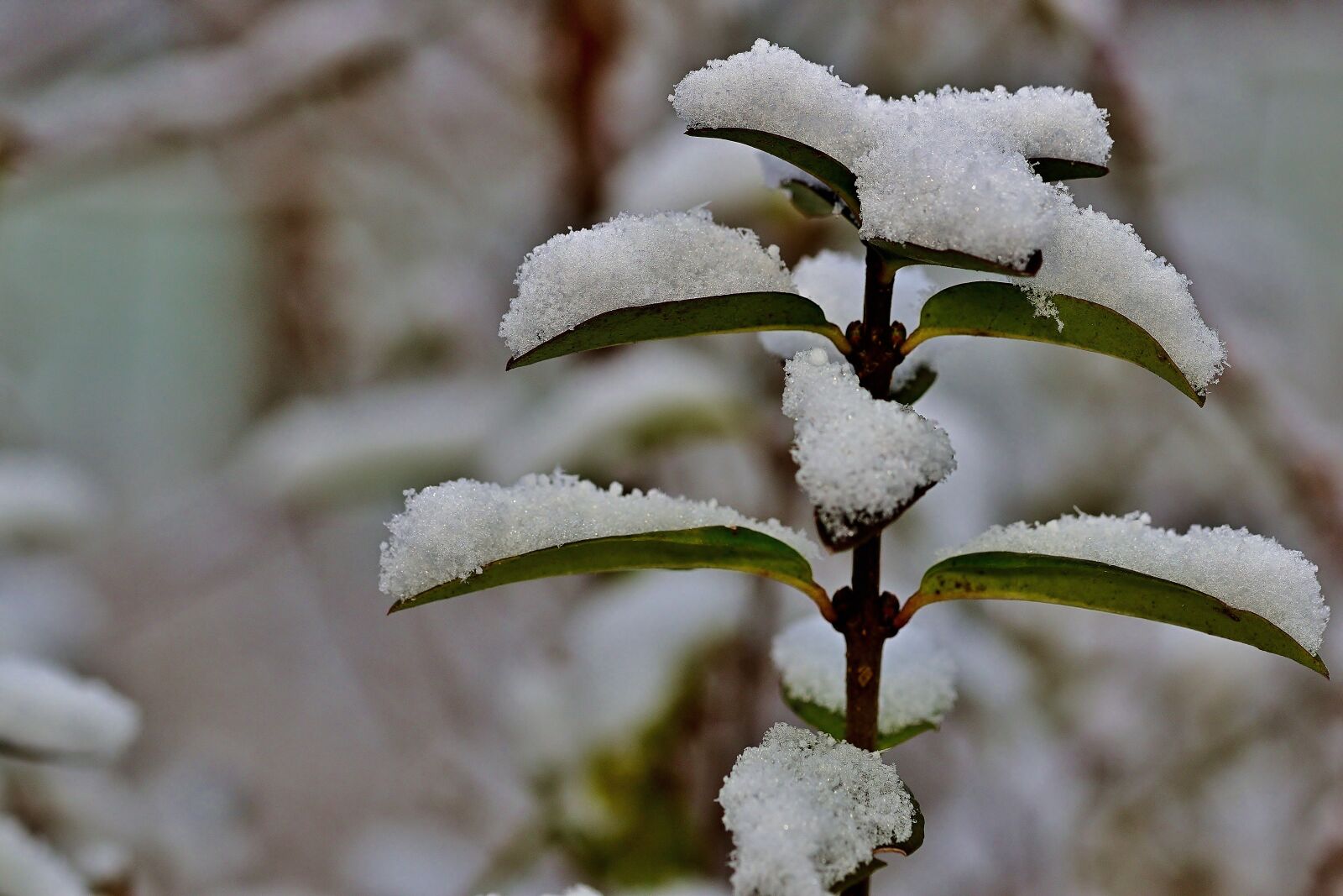 Nikon D5600 sample photo. Winter, nature, leaf photography