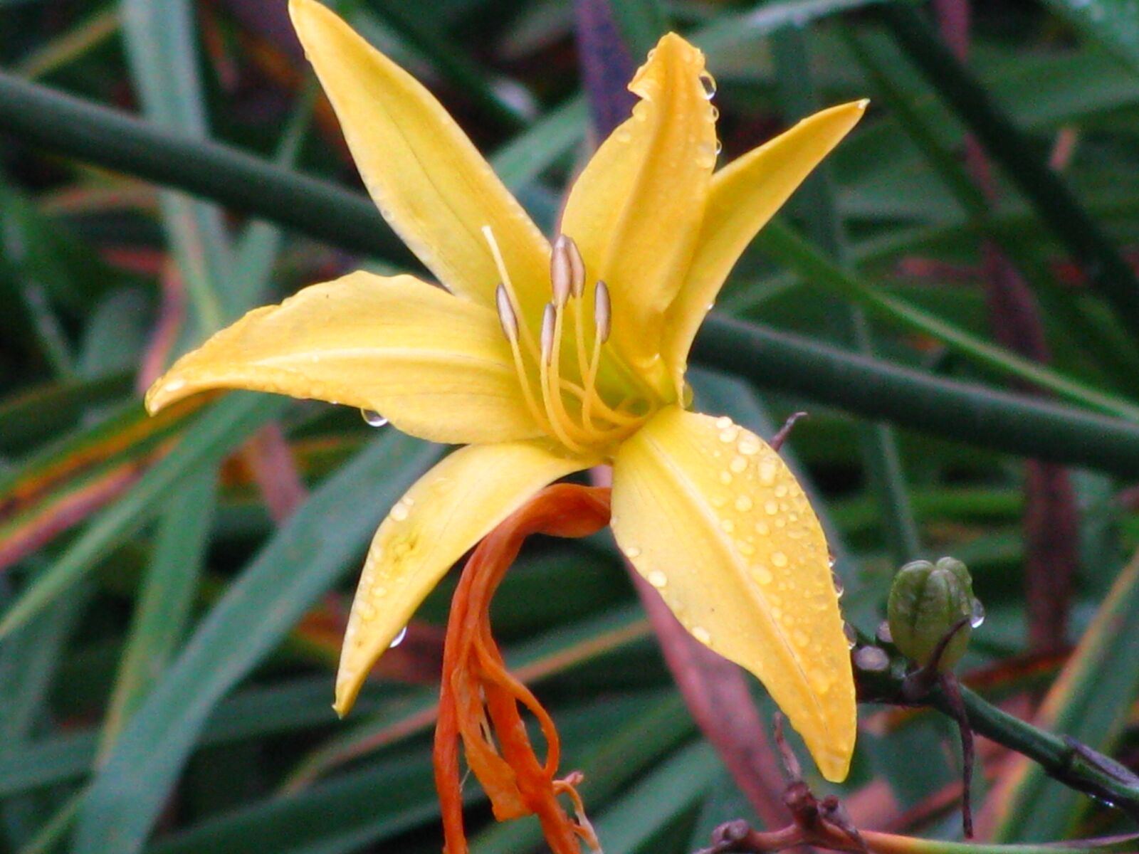 Canon POWERSHOT SX100 IS sample photo. Leaves, foliage, flowers photography