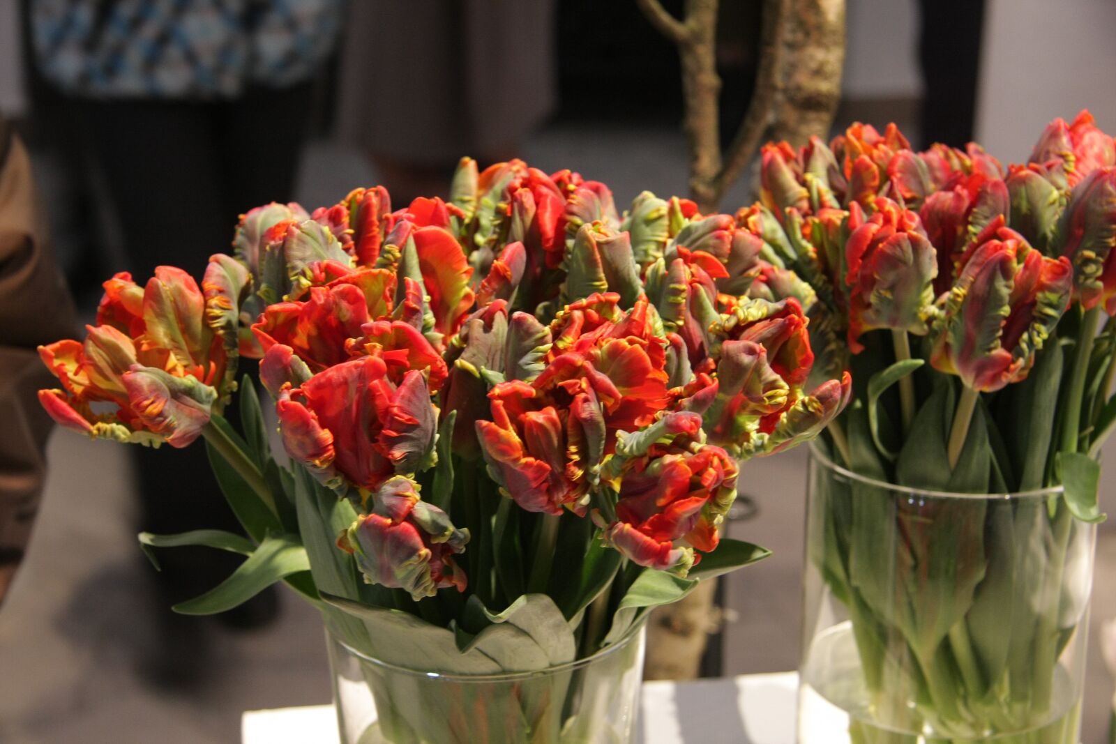Canon EOS 40D sample photo. Flowers, tulips, spring photography