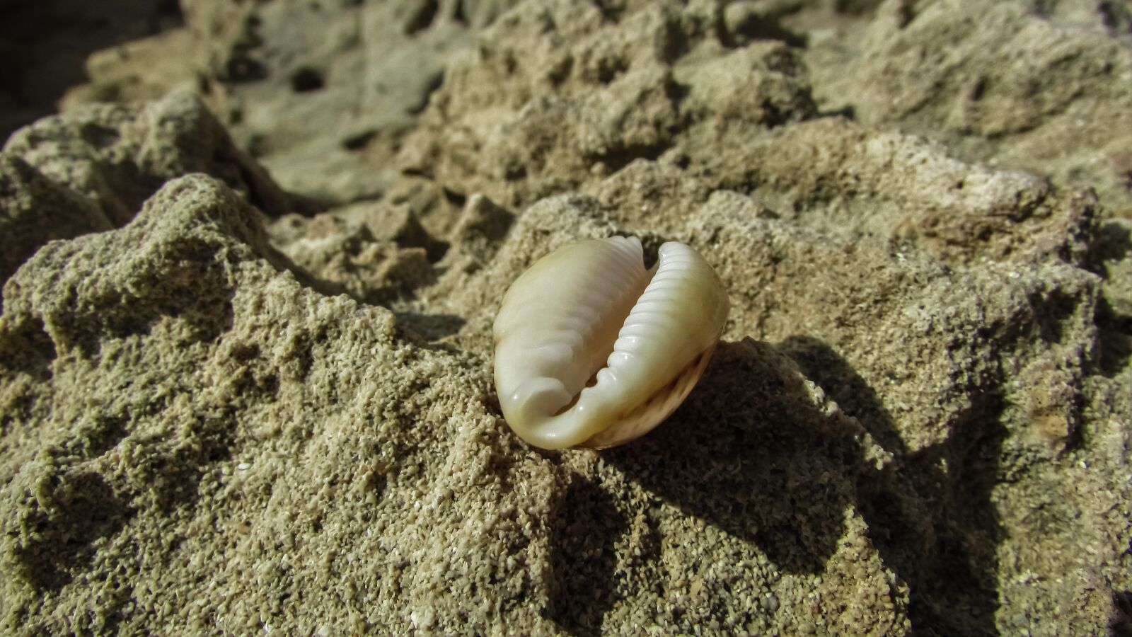 Canon PowerShot SX400 IS sample photo. Shell, sand, beach photography
