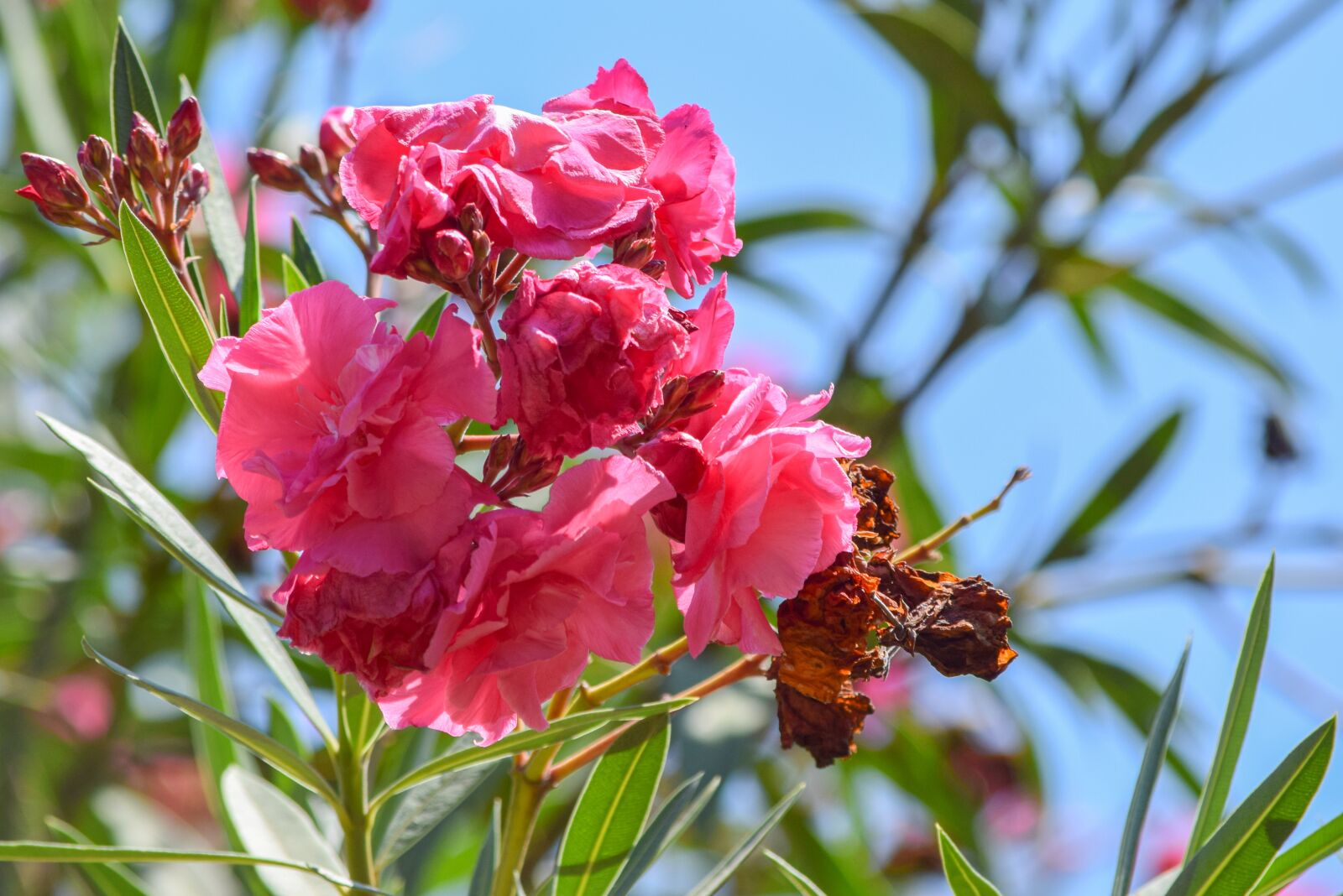 Nikon D5300 sample photo. Oleander, flower, blossom photography