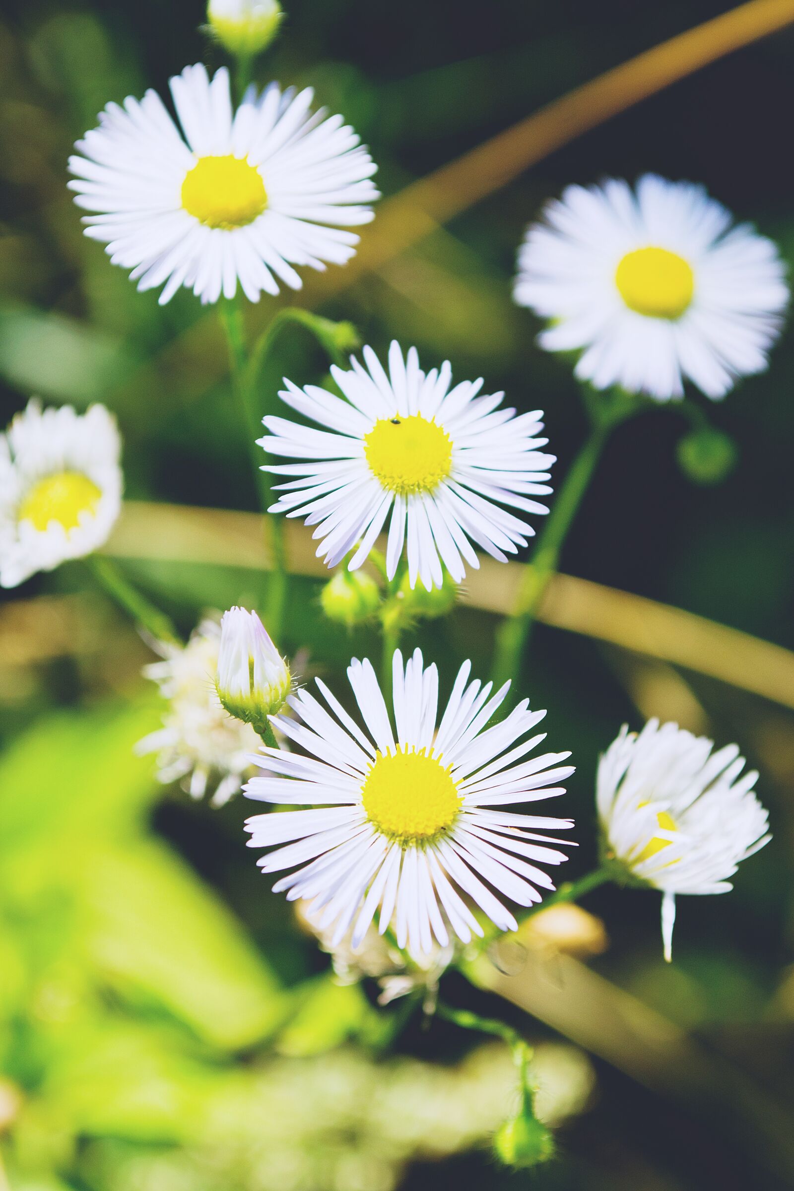 Nikon D3100 sample photo. Nature, daisies, daisy photography