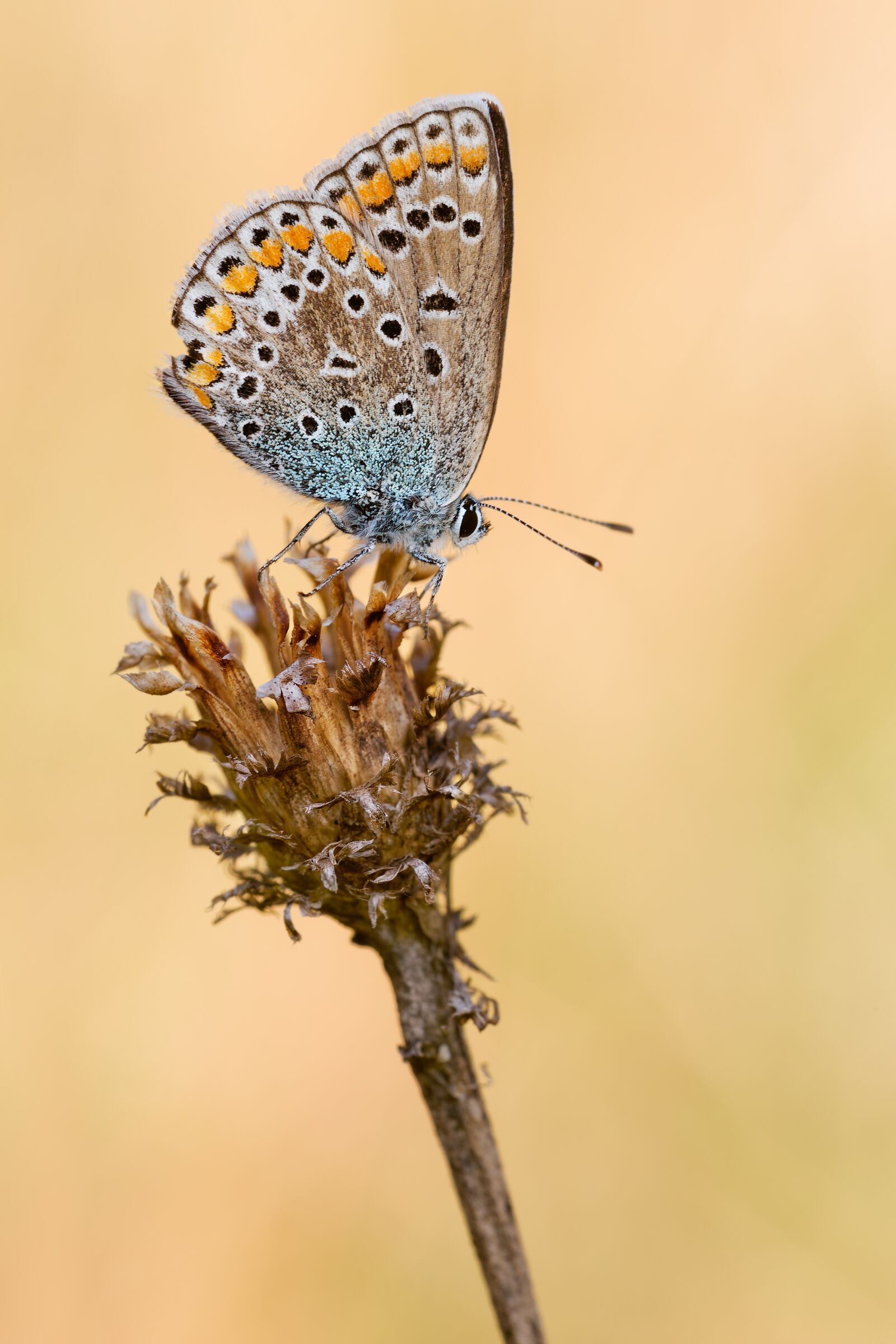 Nikon D750 sample photo. Common blue, butterfly, insect photography