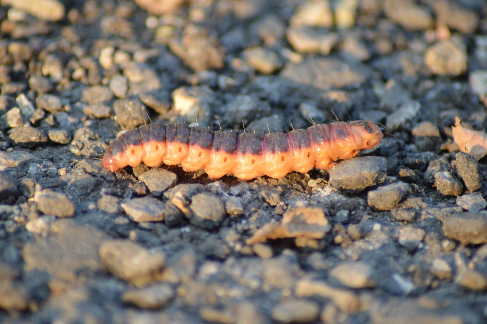 Nikon D3200 sample photo. Larva, caterpillar, worm photography