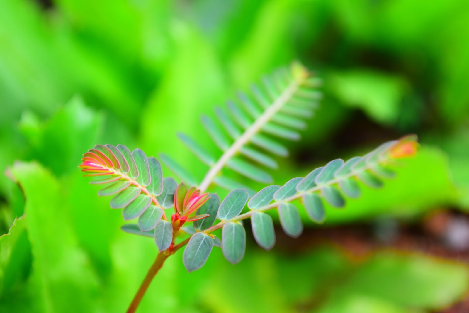 Nikon D5500 sample photo. Fern-leaf, green, flora photography