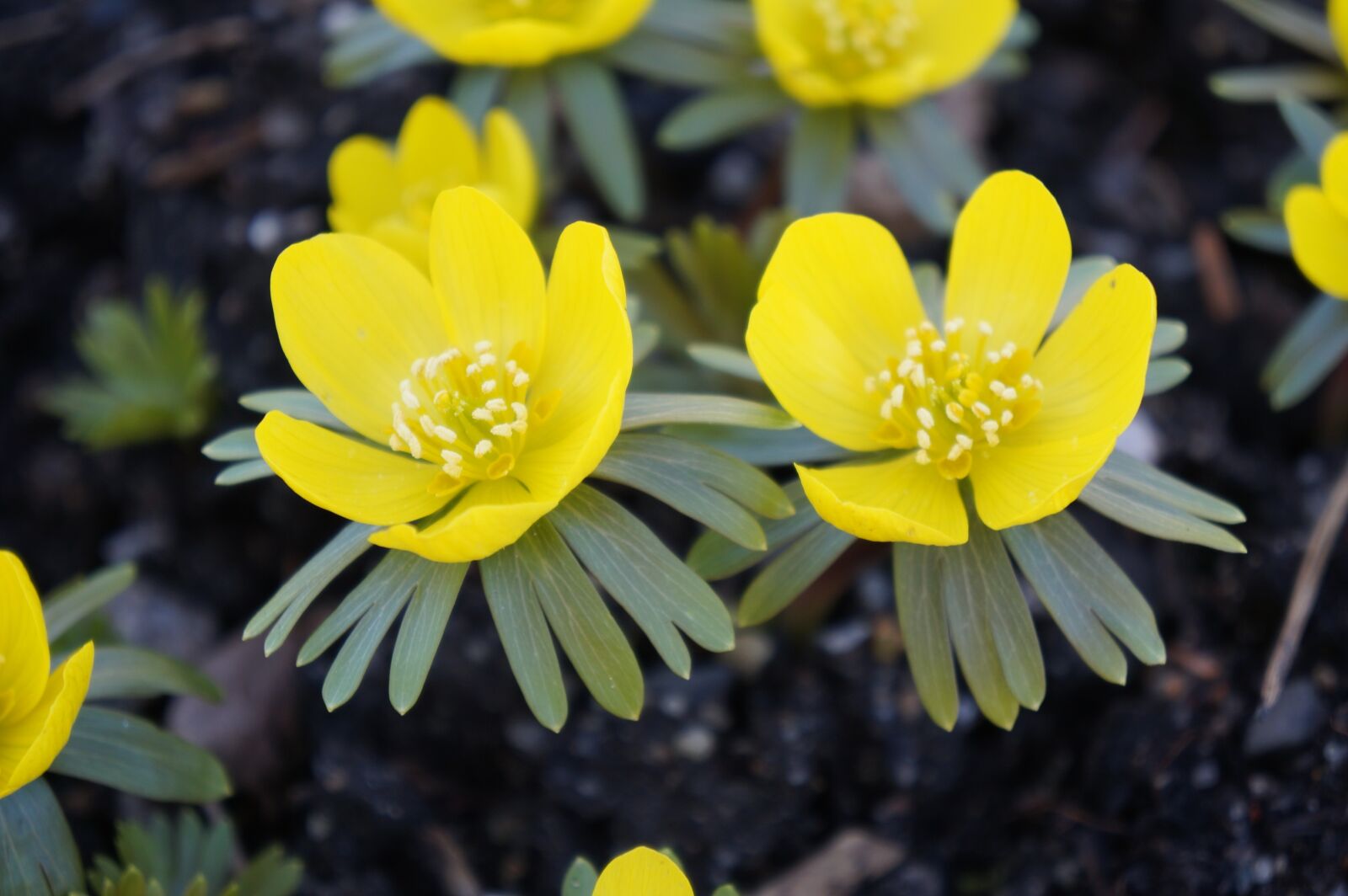 Sony Alpha a3000 sample photo. Flowers, yellow, yellow flowers photography