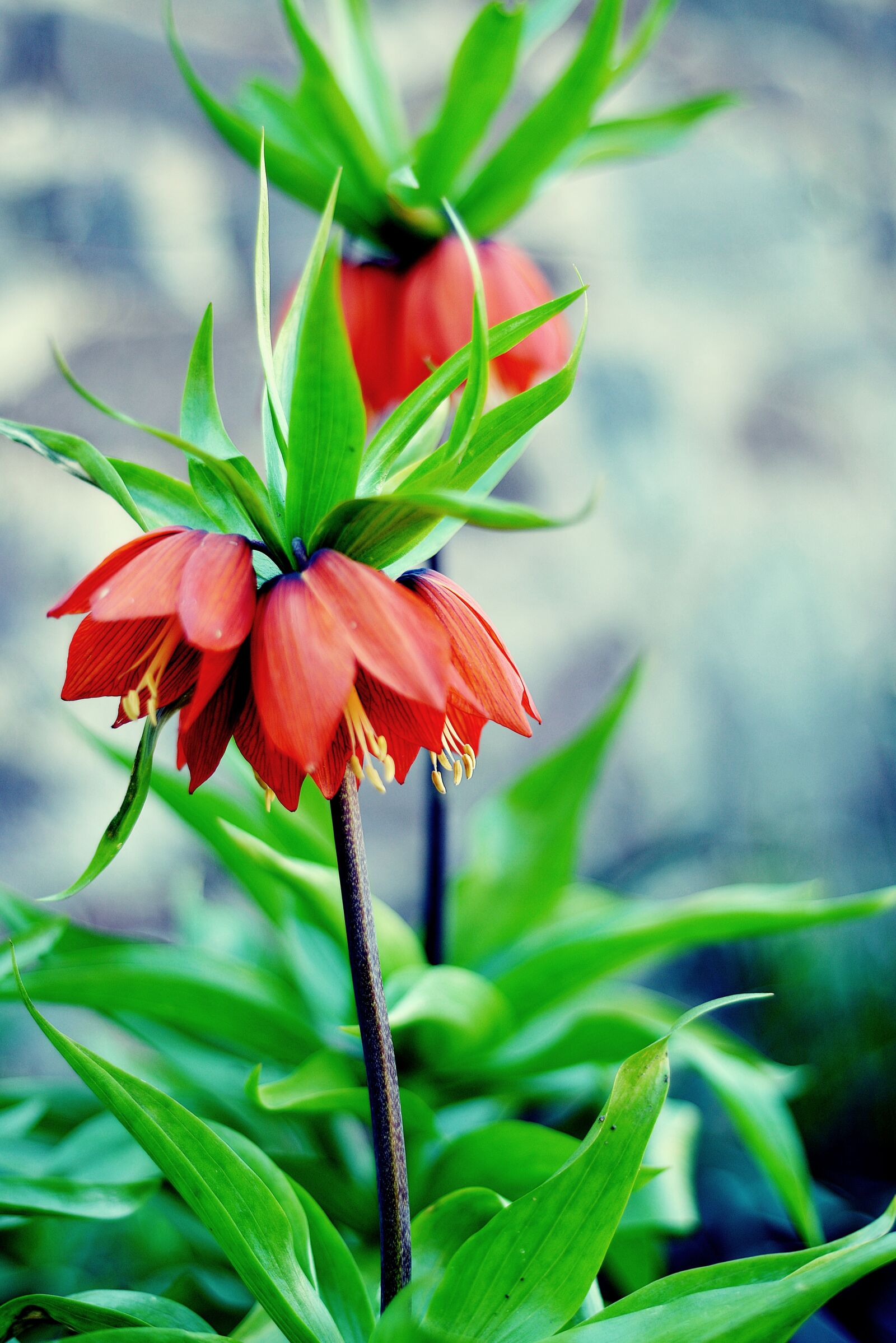 Nikon D610 sample photo. Flower, red, garden photography
