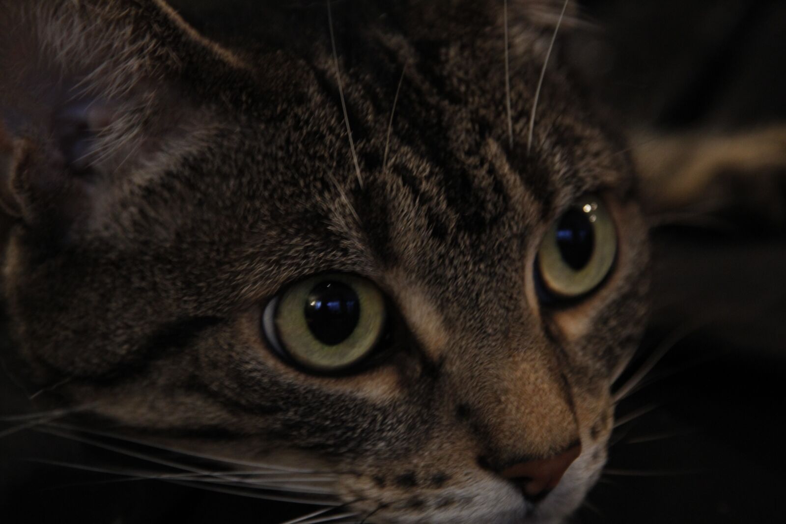 Canon EOS 1200D (EOS Rebel T5 / EOS Kiss X70 / EOS Hi) sample photo. Cat, animal, pet photography