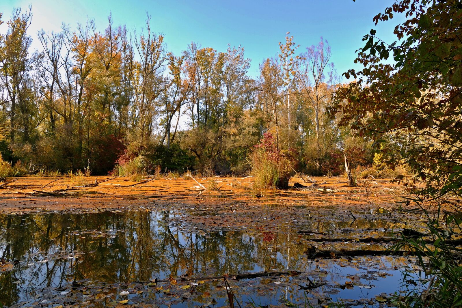Panasonic Lumix DMC-FZ1000 sample photo. Swamp, trees, nature photography