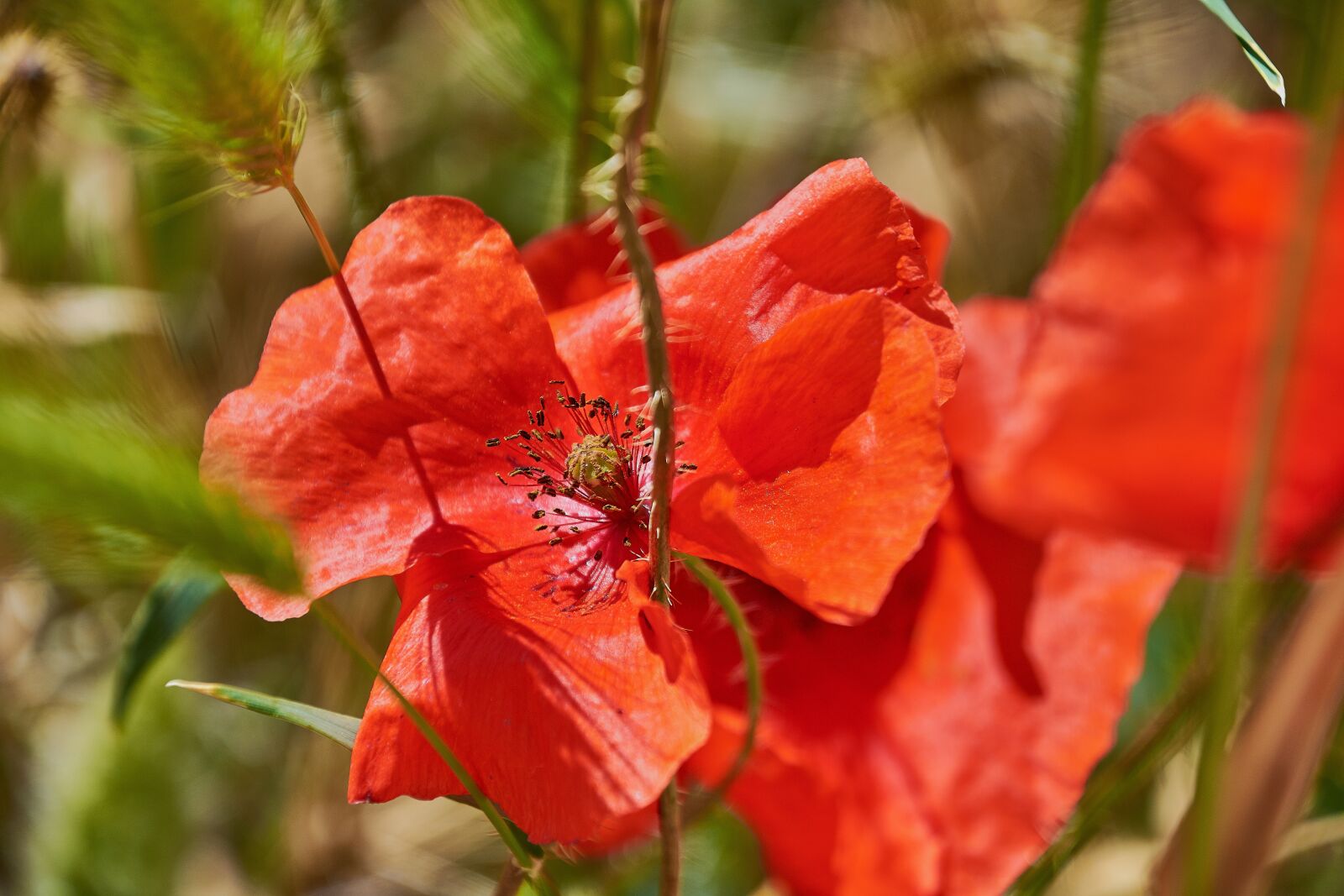 Nikon D7200 sample photo. Poppy, color, colorful photography