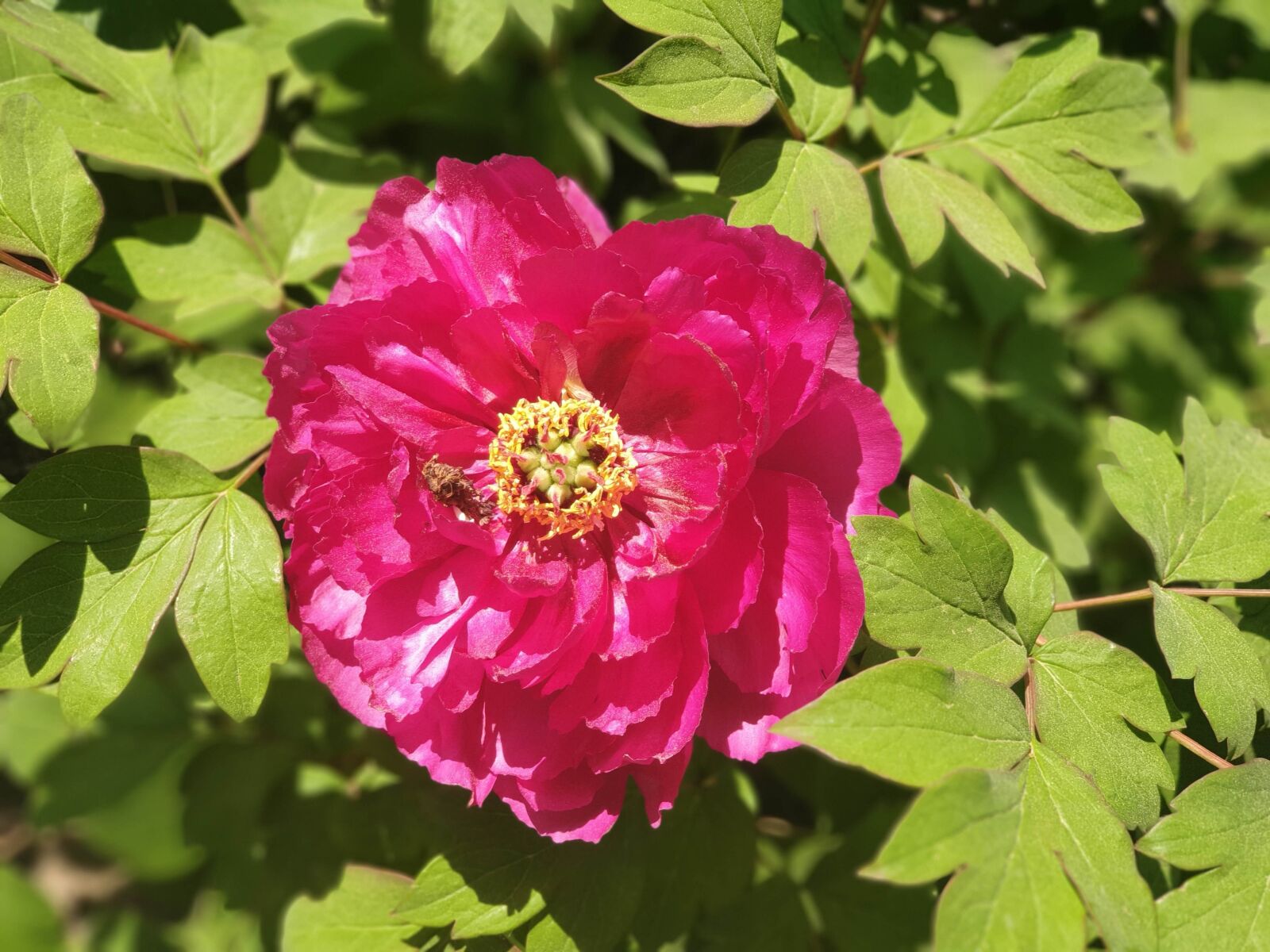 Samsung Galaxy Note9 sample photo. Nature, plants, garden photography