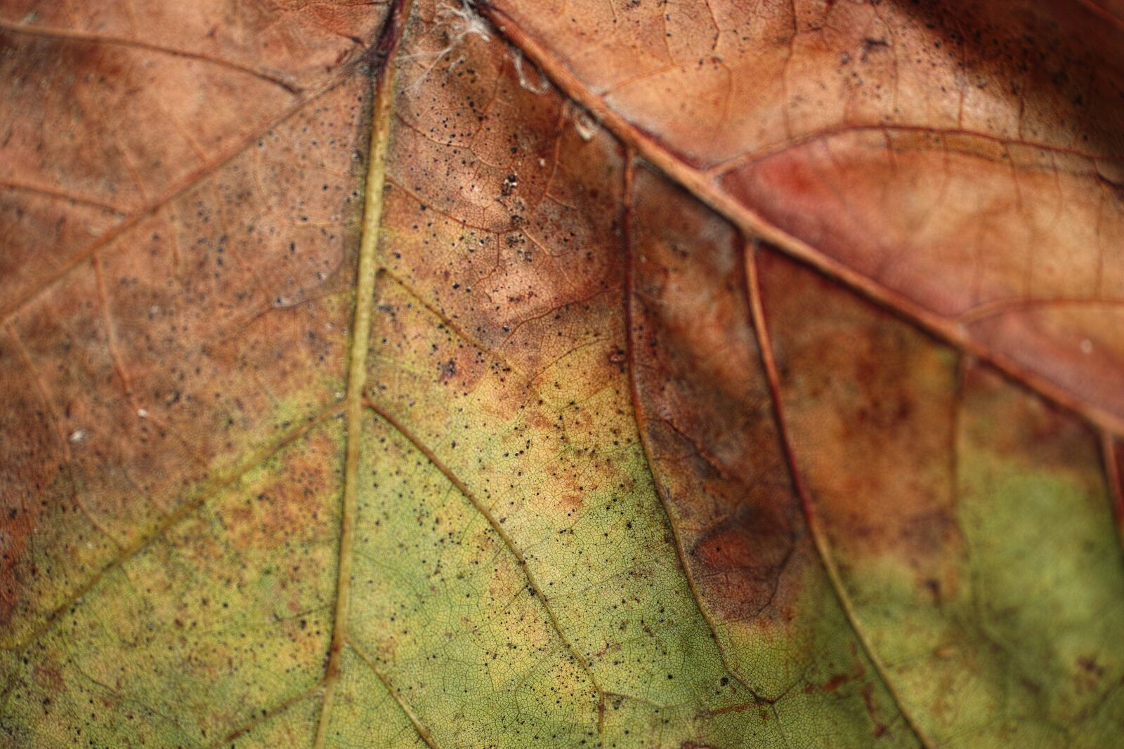 Sigma DP3 Merrill sample photo. Leaves, detail, old photography