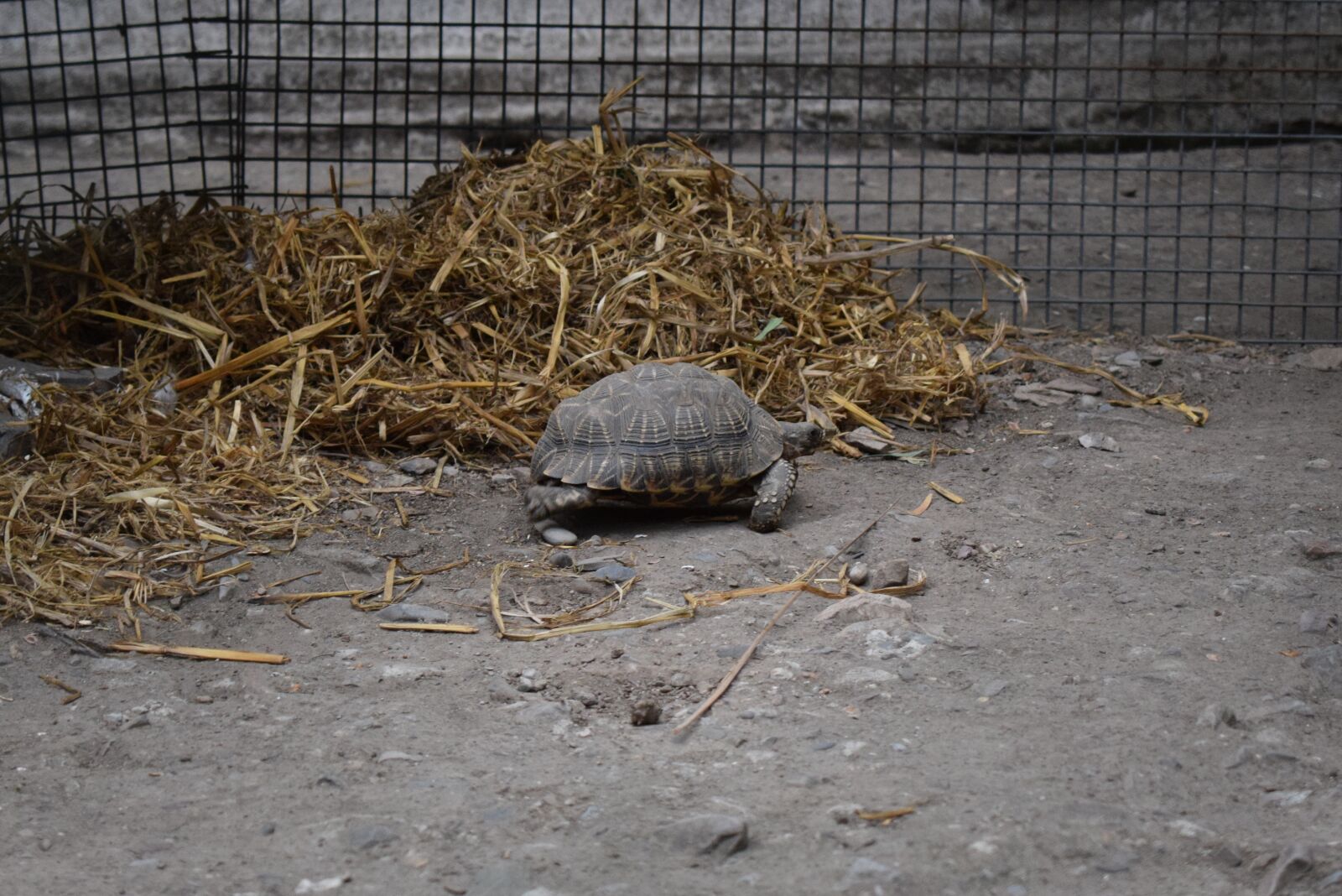 Nikon D5300 sample photo. Animal, tortoise, turtle photography