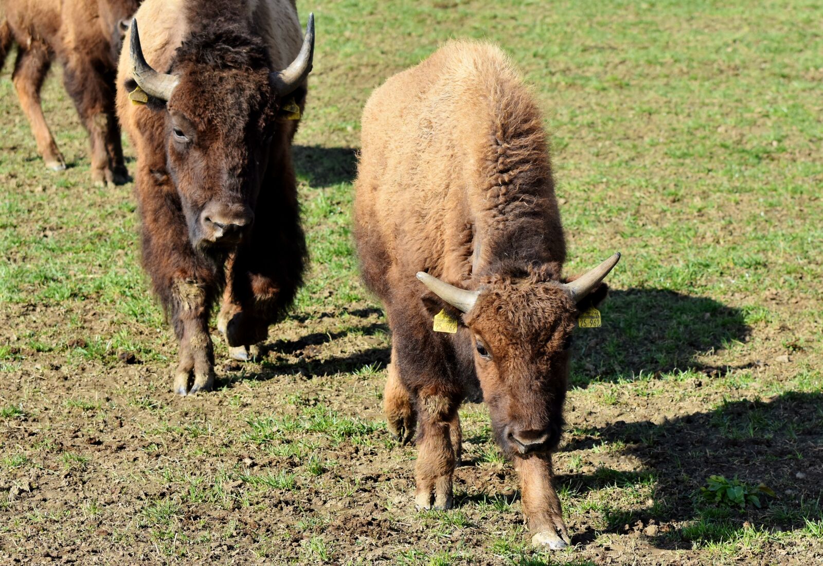 Nikon D7200 sample photo. Bison, buffalo, horns photography