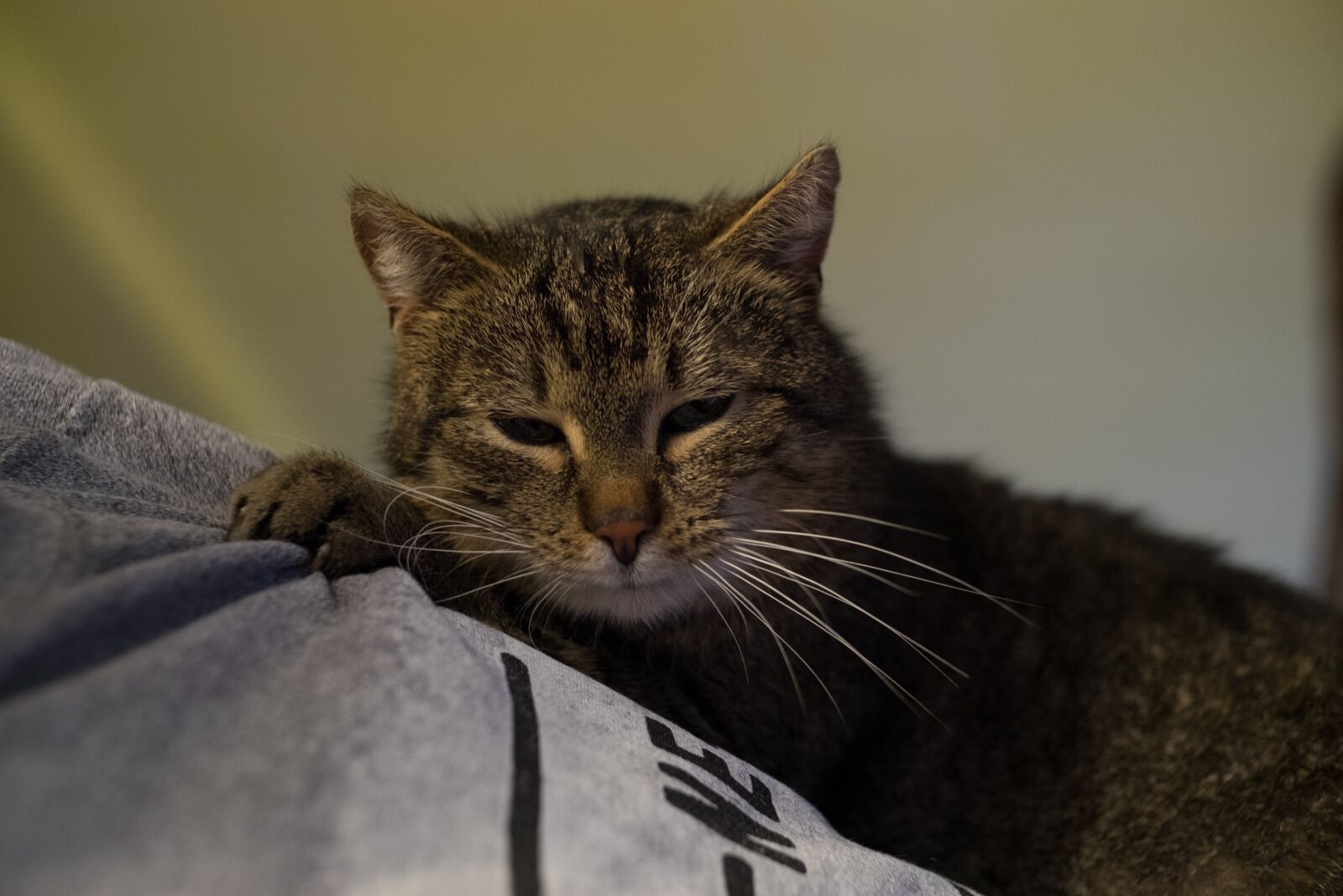 Fujifilm X-T10 sample photo. Charming, animals, cat photography