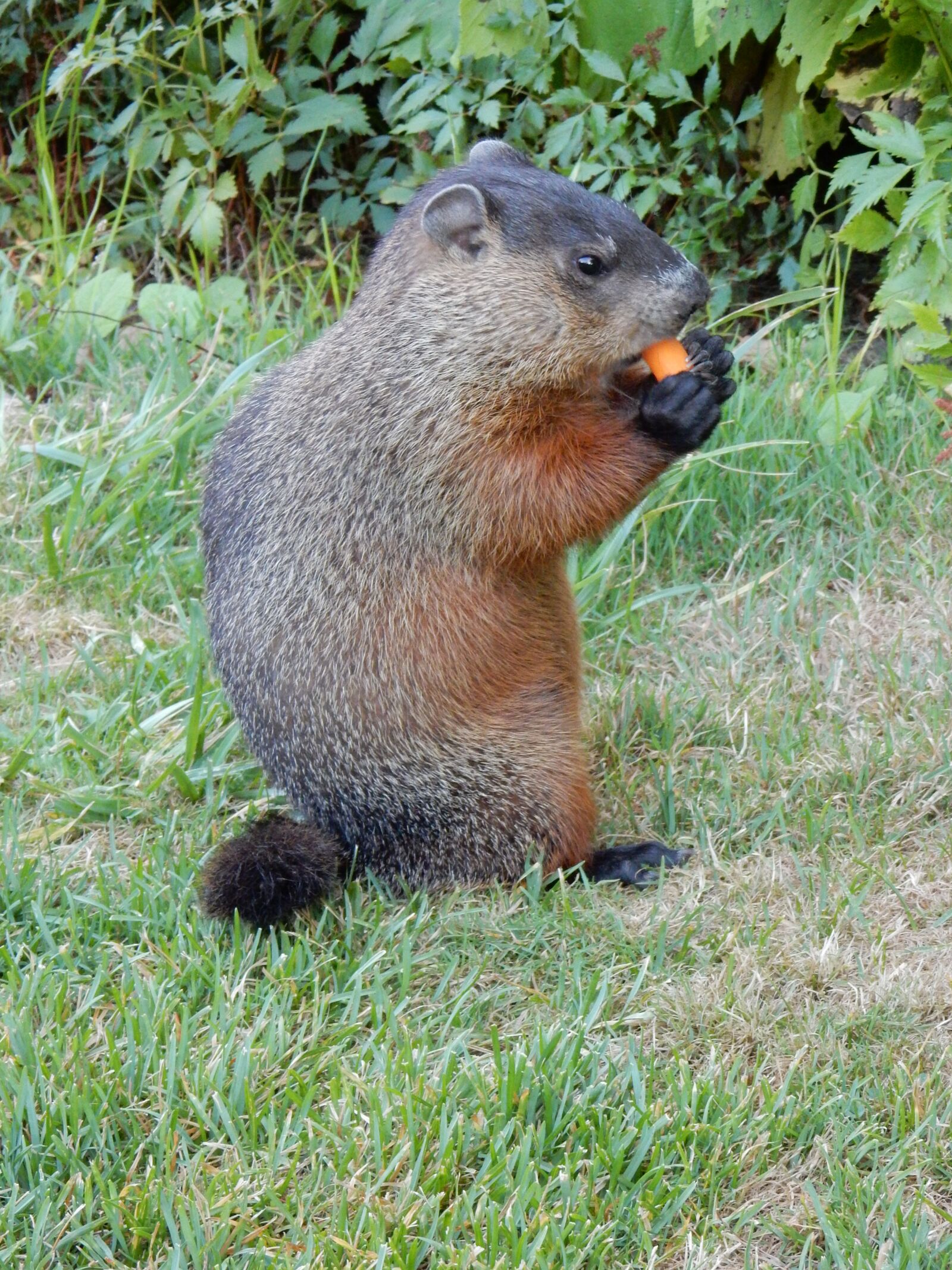 Nikon Coolpix S9900 sample photo. Rodent, ground hog, wild photography