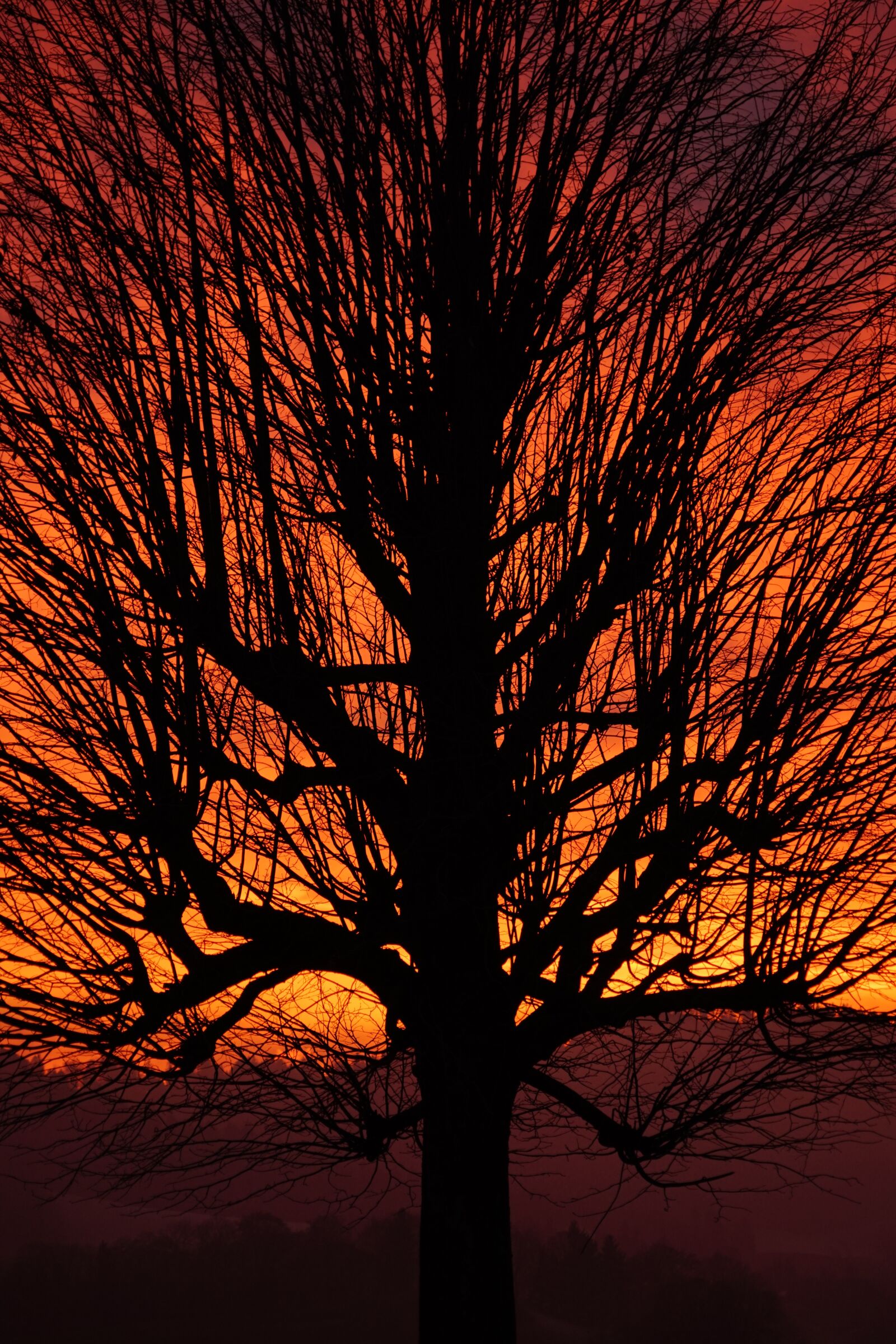 Sony a7R II + Sony FE 24-240mm F3.5-6.3 OSS sample photo. Tree, sunset, aesthetic photography