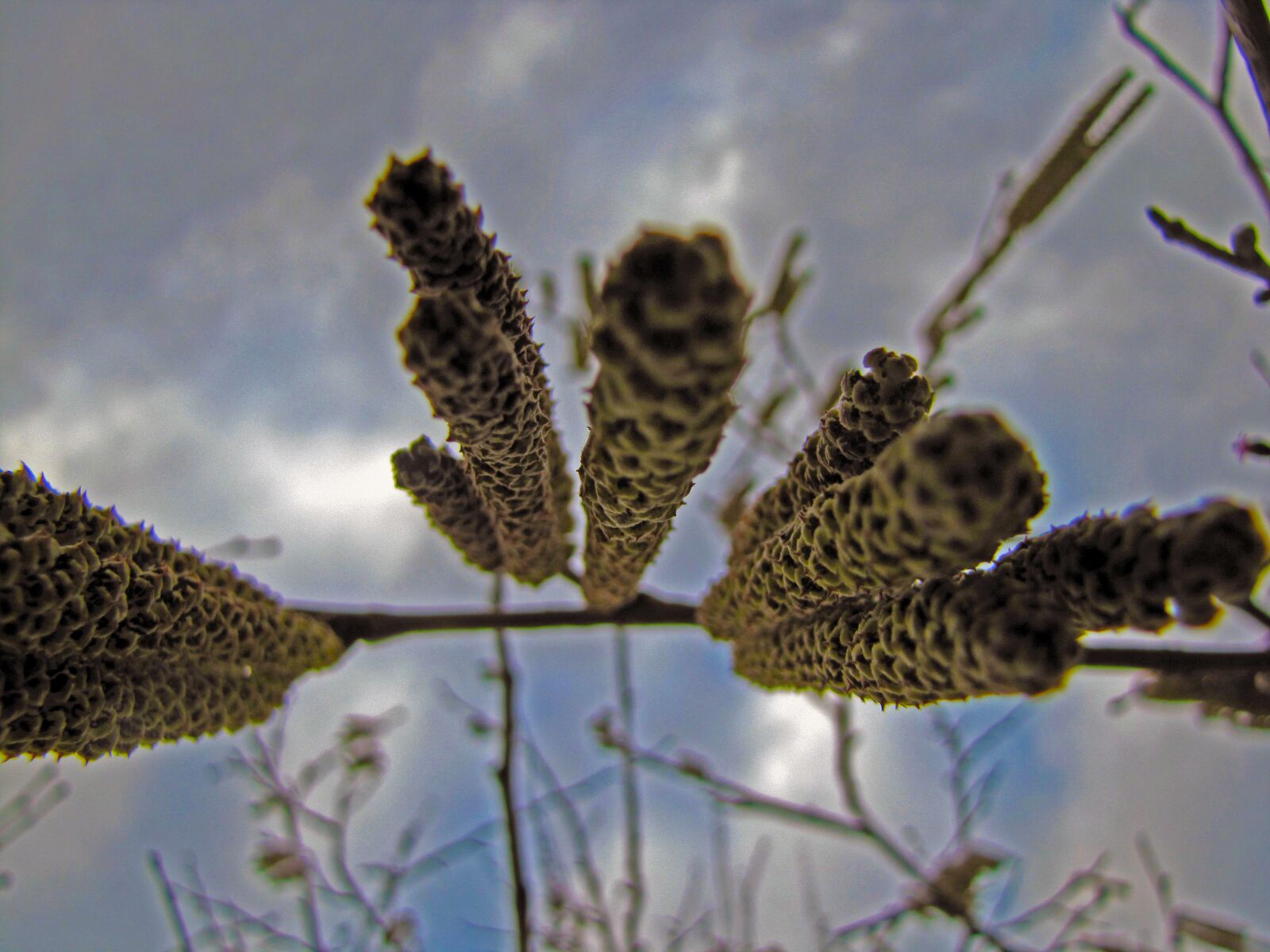 Canon PowerShot SX20 IS sample photo. Plant, wood, flower photography