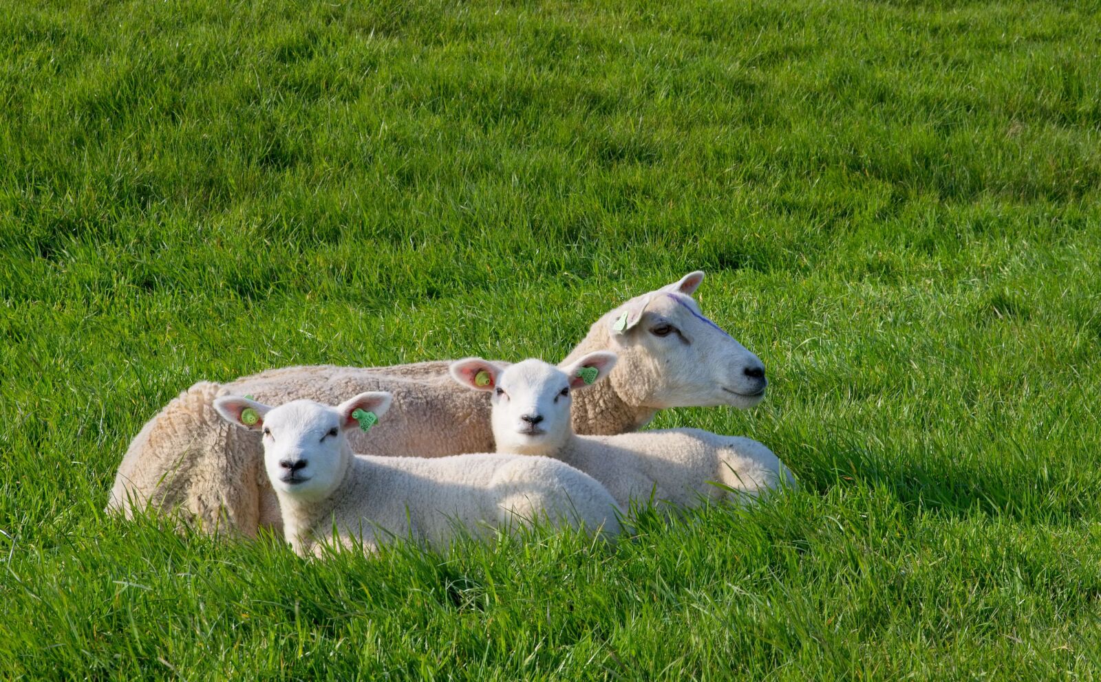 Canon EOS 6D Mark II sample photo. Sheep, white, black photography