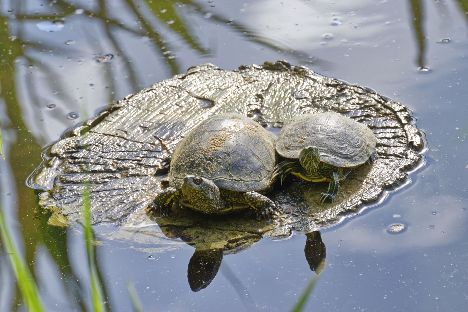 Nikon D5300 sample photo. Turtles, shell, warming up photography
