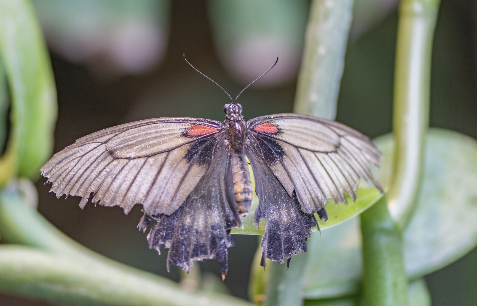 Nikon D5300 sample photo. Nature, insect, butterfly photography