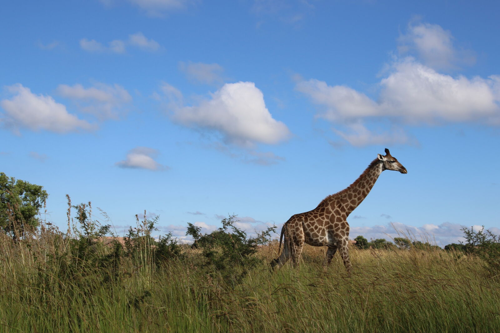 Canon EOS 7D Mark II sample photo. Animal, animal, photography, blue photography