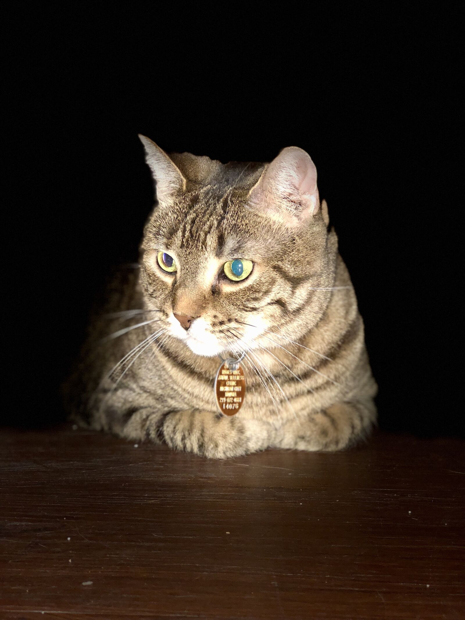 iPhone 8 Plus back dual camera 6.6mm f/2.8 sample photo. Bella, cat, pet photography