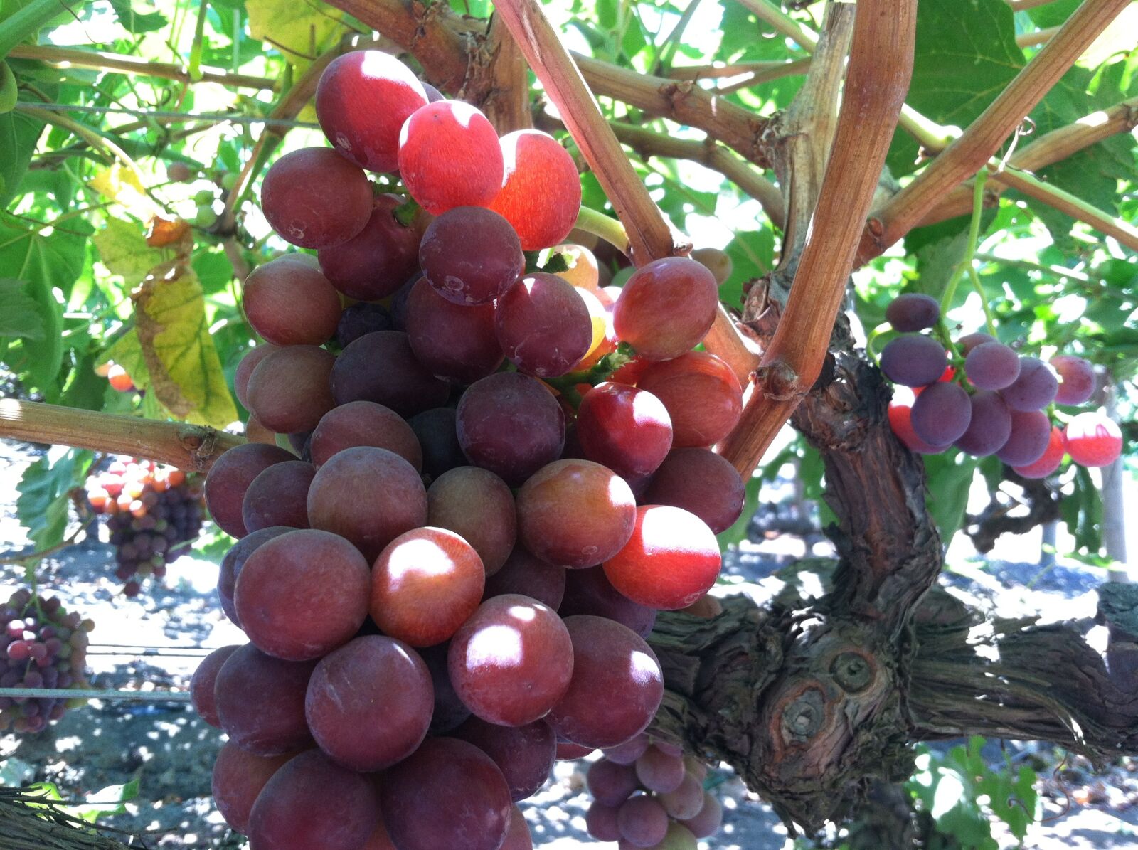 Apple iPhone 4 sample photo. Grapes, vine, organic photography