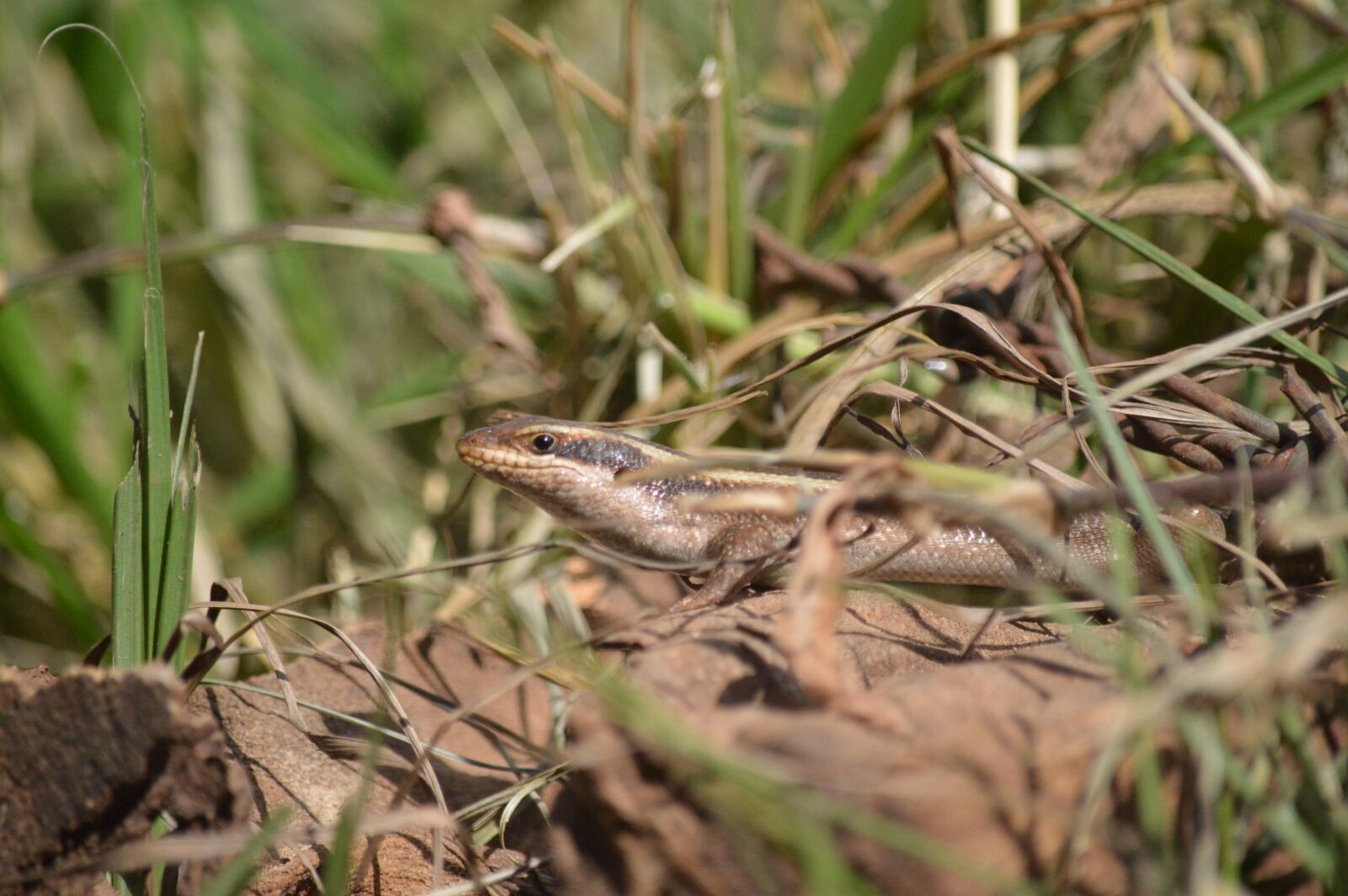 Nikon D3200 sample photo. Lizard, nature, reptile photography