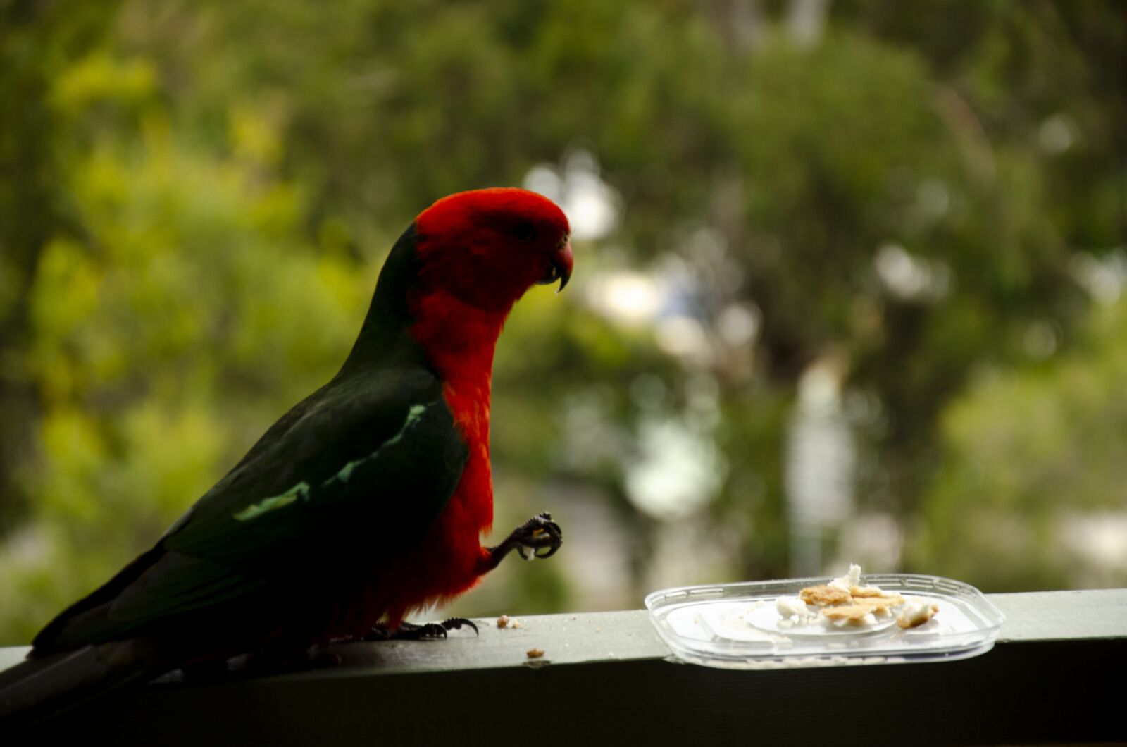 Nikon D7000 sample photo. Rosella, bird, animal photography