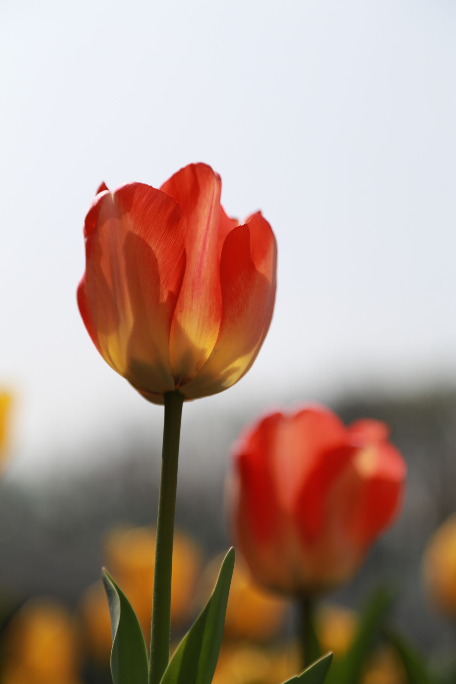 Canon EOS 6D + Canon EF 24-105mm F4L IS USM sample photo. Tulip, flowers, bud photography