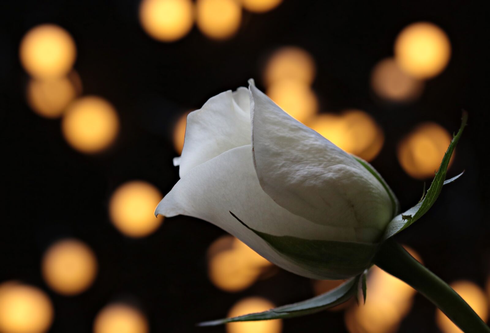 Canon EOS 80D sample photo. Rose, bokeh, white rose photography