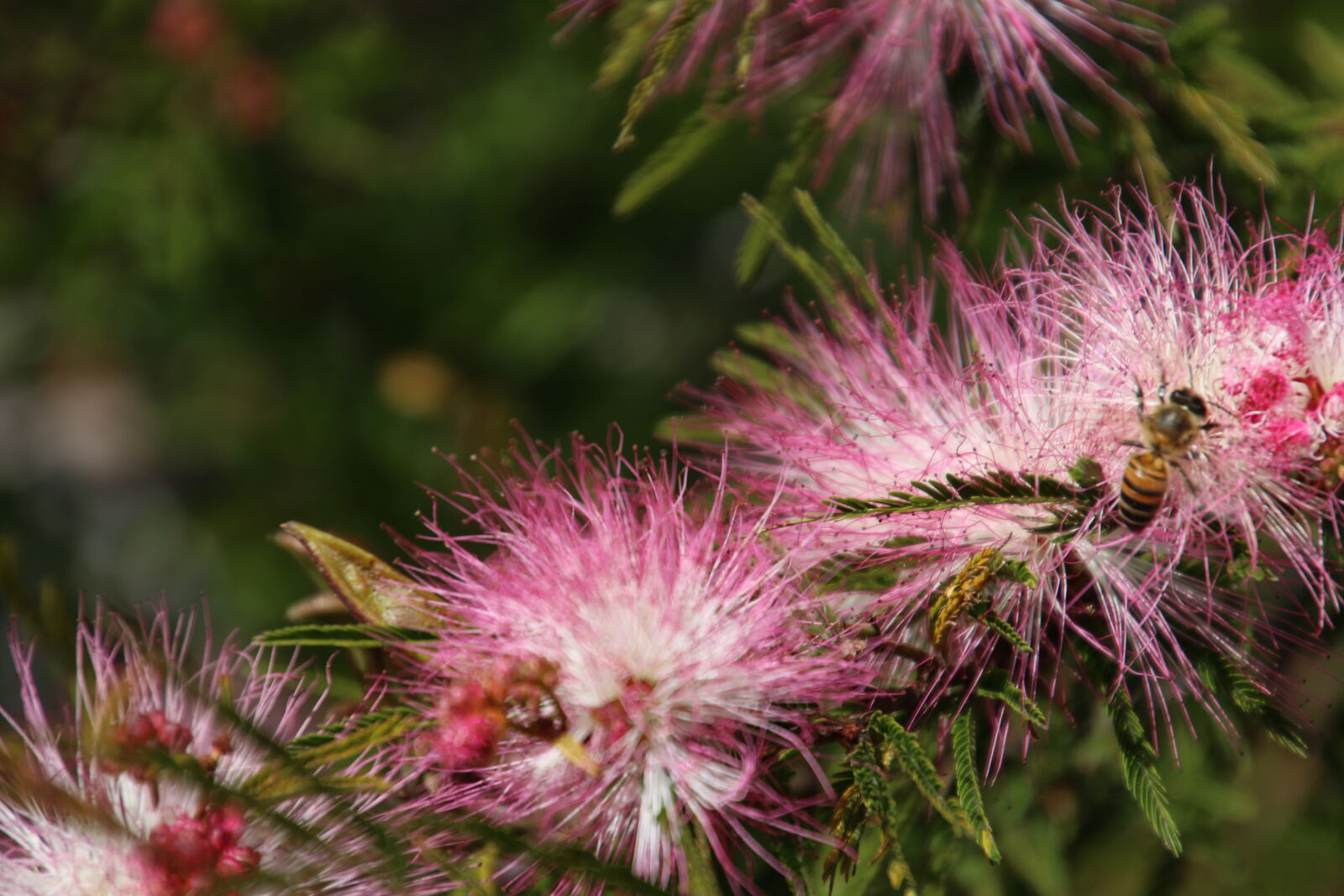 Canon EOS 7D Mark II sample photo. Bee, bottle, brush, bush photography