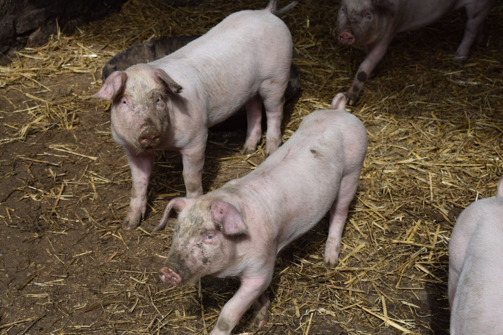 Nikon D3300 sample photo. Piglets, pigs, farm photography