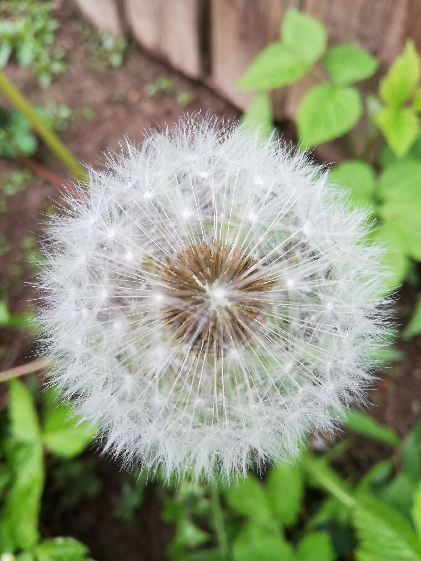 HUAWEI P20 lite sample photo. Dandelion, day, pooh photography