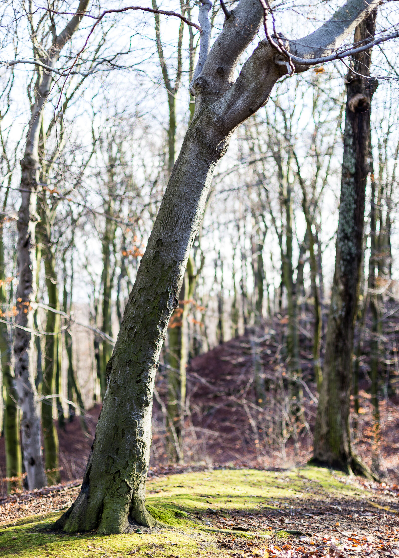 Canon EOS 6D + Canon EF 50mm F1.4 USM sample photo. Autumn, city, curve, curves photography