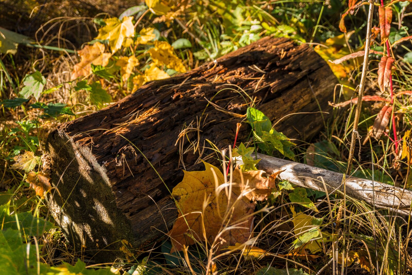 Sony a6300 sample photo. Stump, old, maple leaf photography