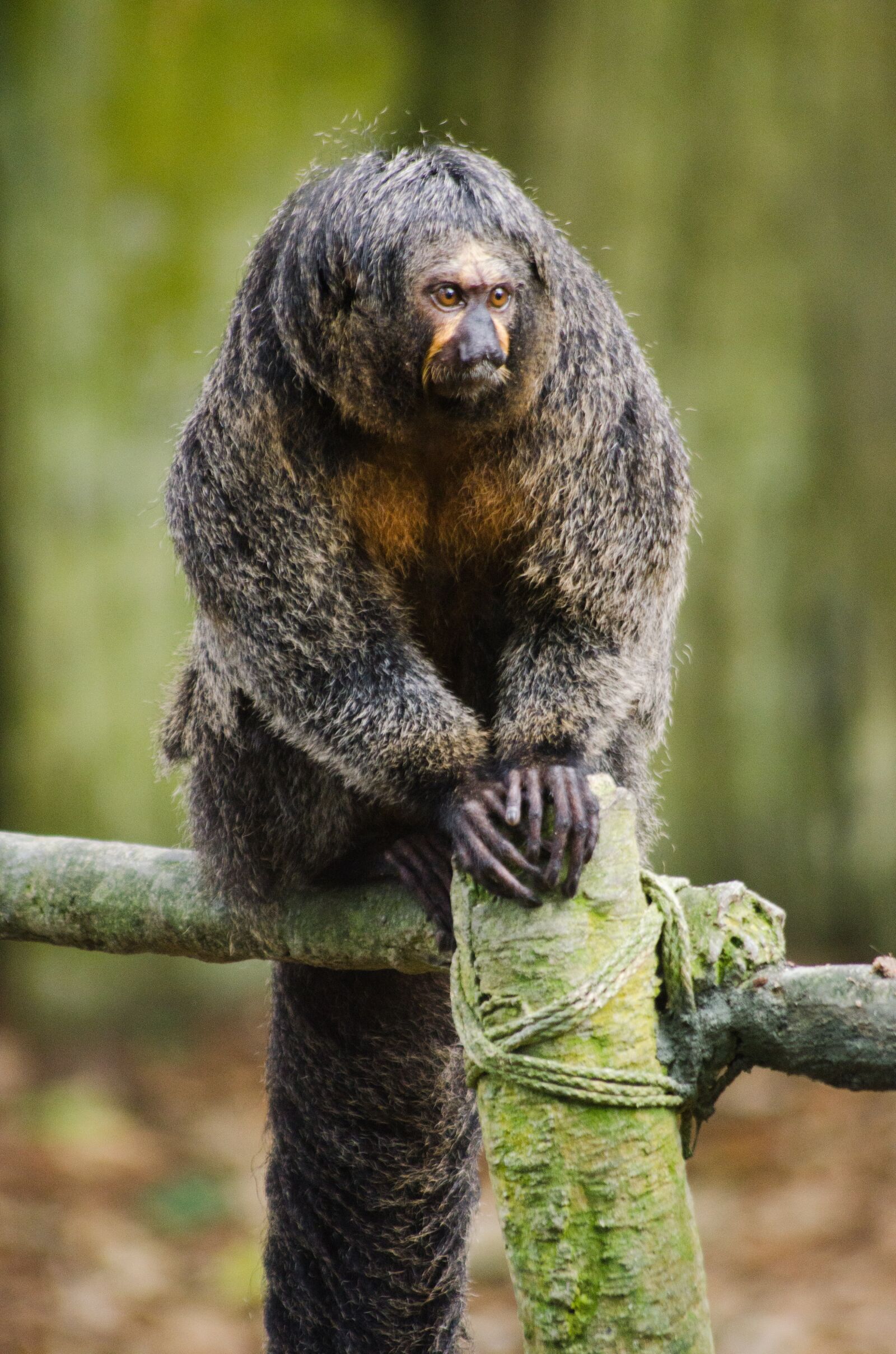 Nikon D7000 sample photo. Monkey, jungle, animal photography