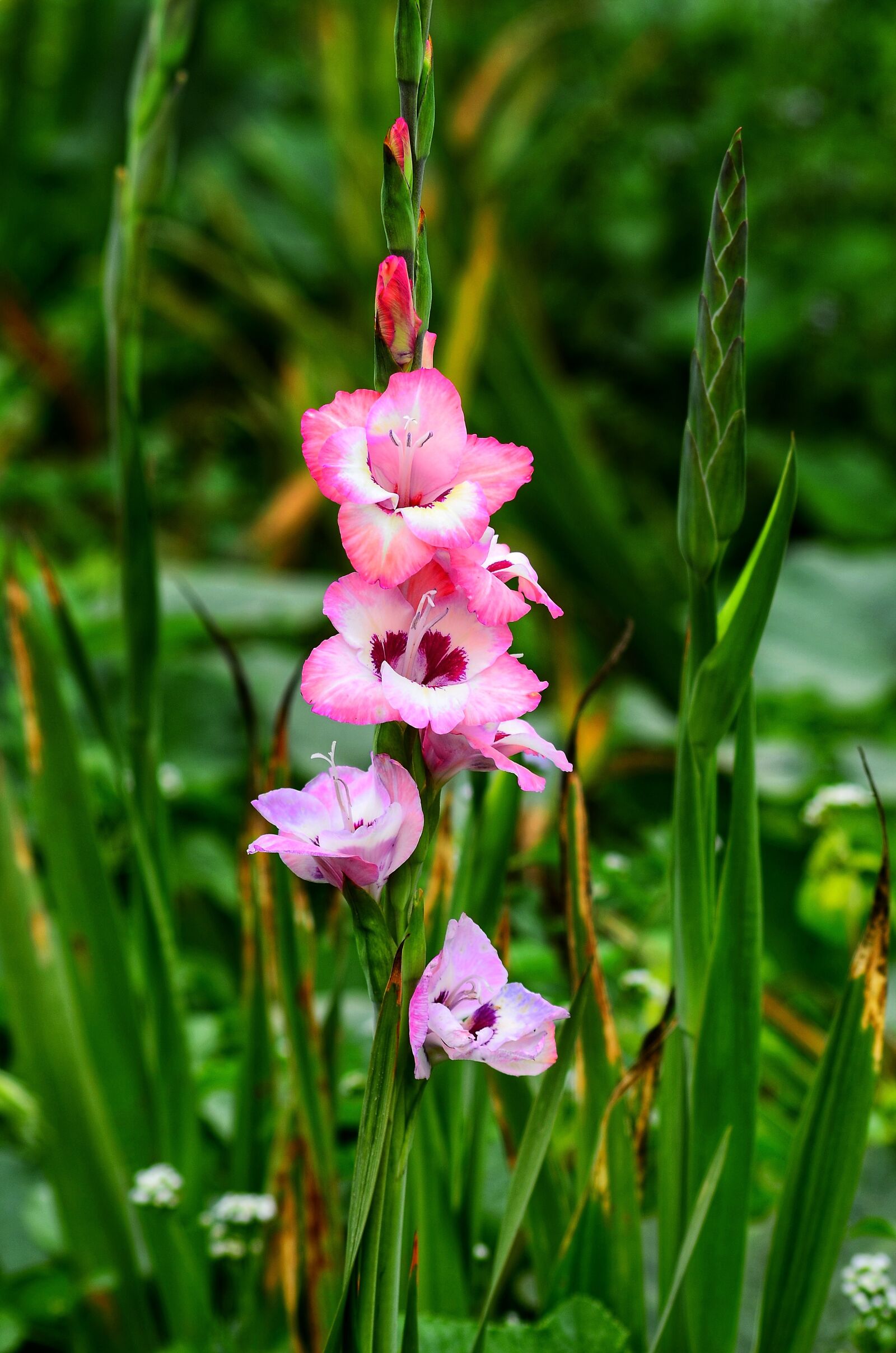 Nikon D5100 sample photo. Flower, portrait, natural photography