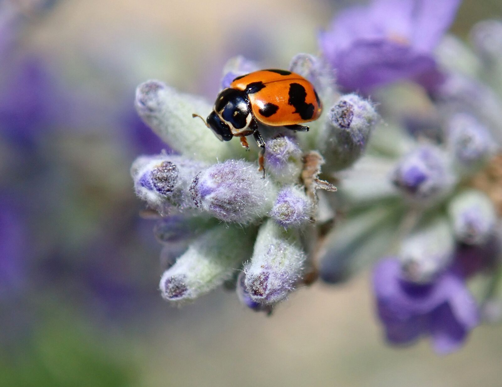 Olympus TG-5 sample photo. Insect, beetle, spotted photography