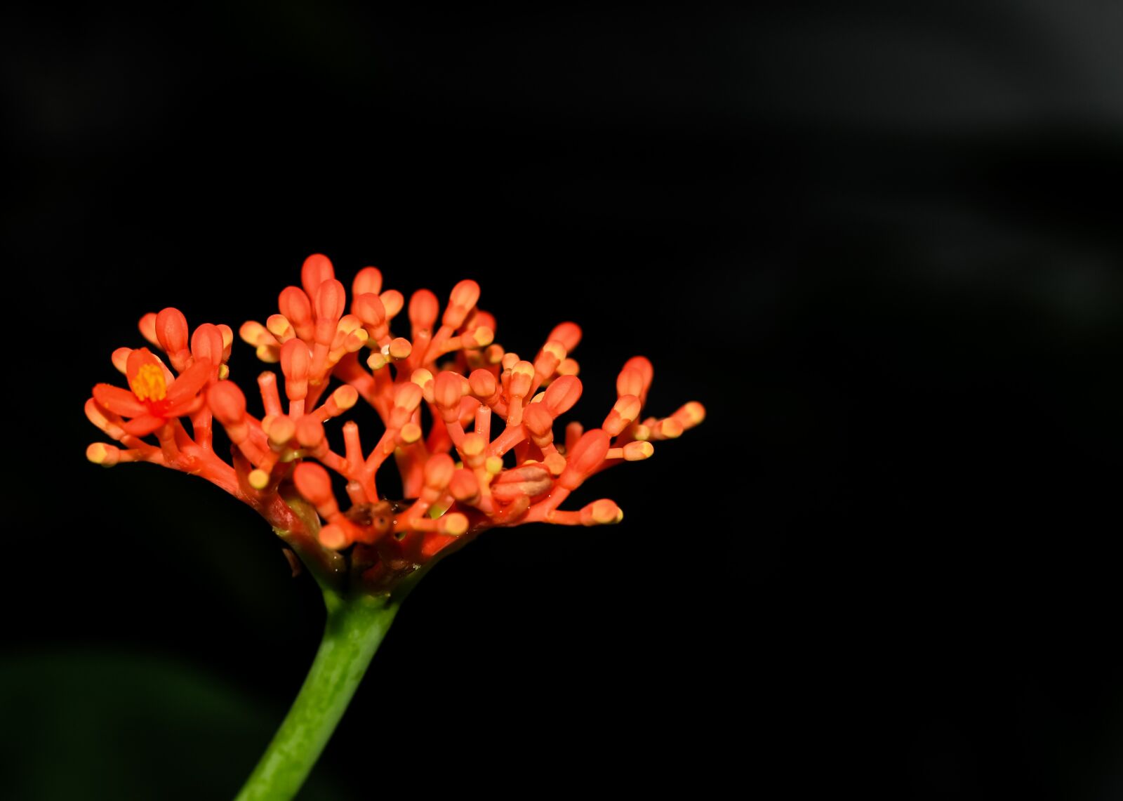 Canon EOS 700D (EOS Rebel T5i / EOS Kiss X7i) + Canon EF 50mm F1.8 STM sample photo. Hanuman sitting podium, flowers photography