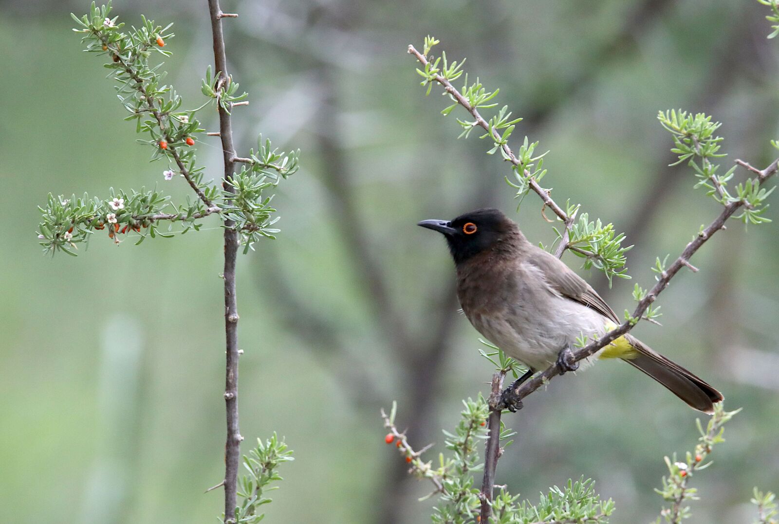 Canon EOS 5D Mark IV sample photo. Bulbul, bird, wildlife photography
