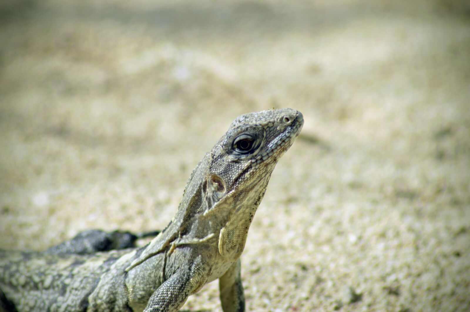 Nikon D3200 sample photo. Toloc, iguana, nature photography